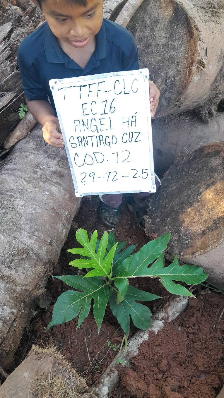 tree
