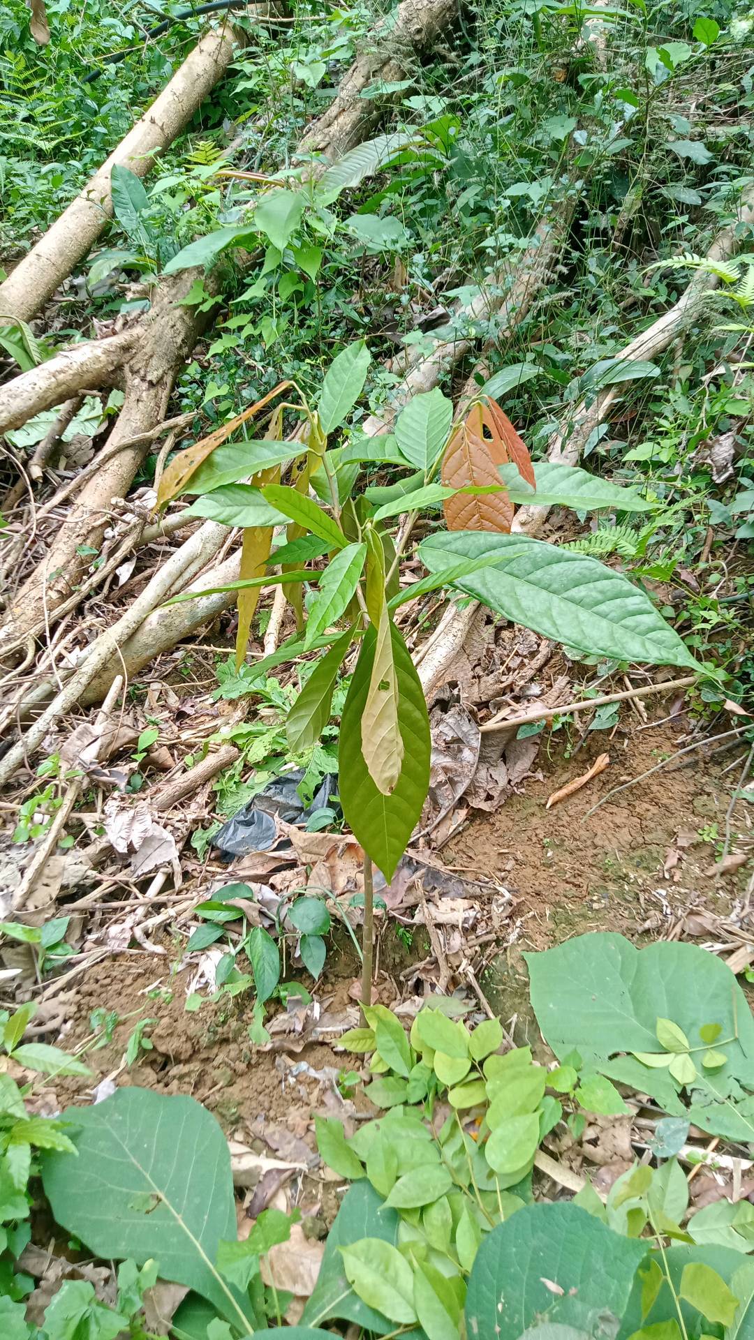 tree