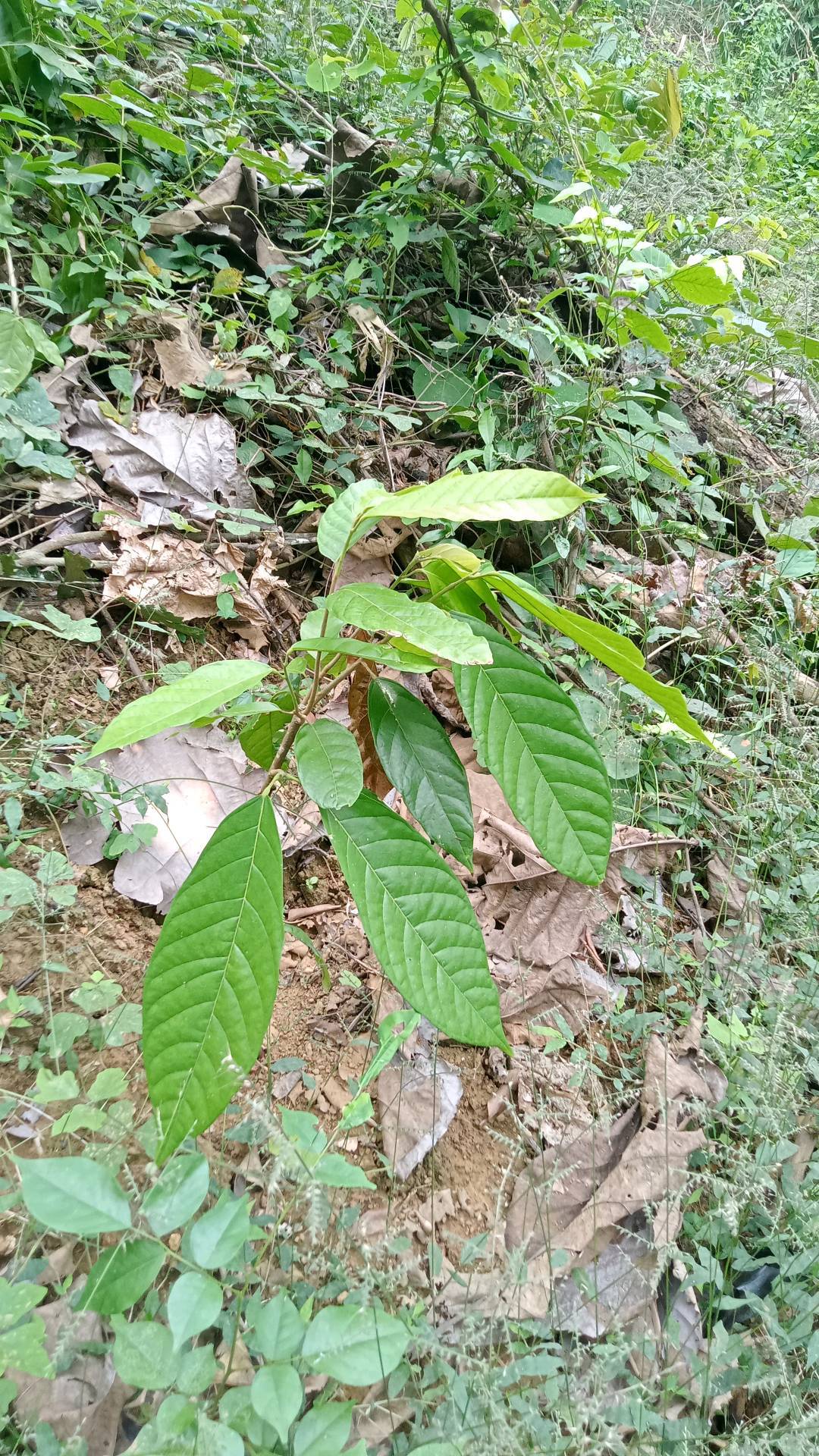 tree
