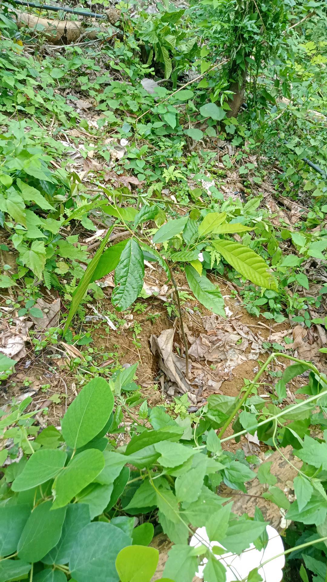 tree