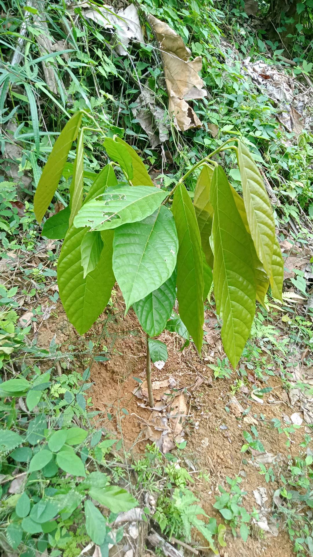 tree