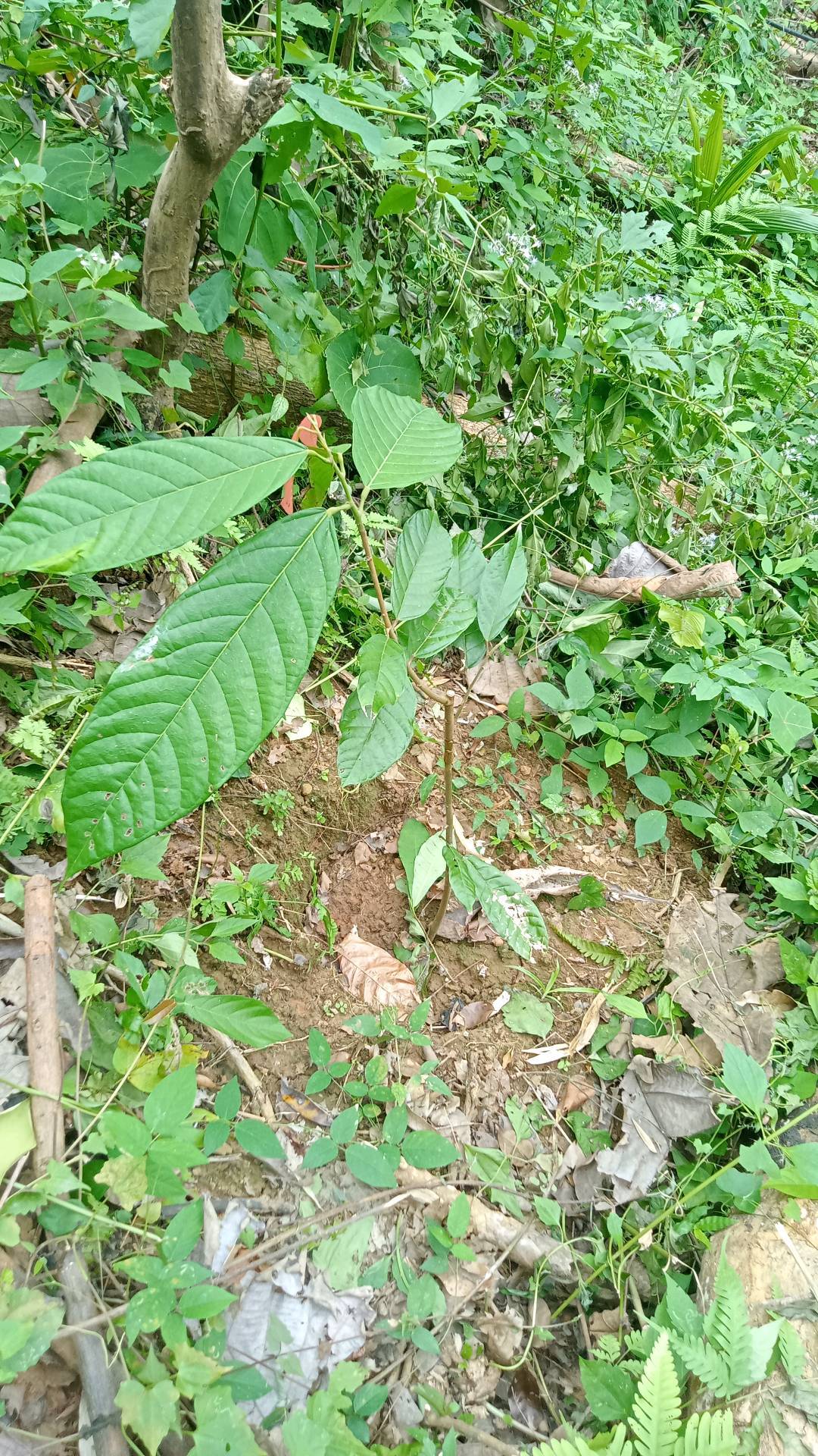 tree