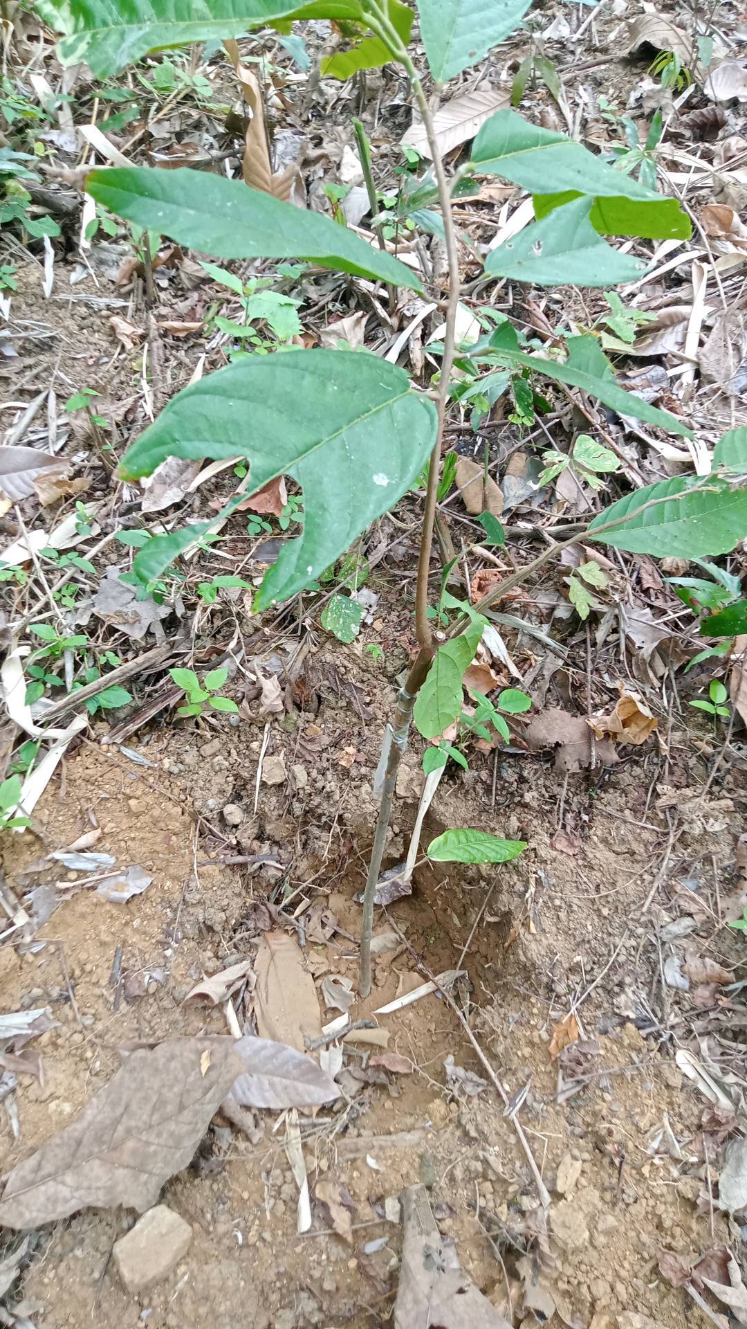 tree