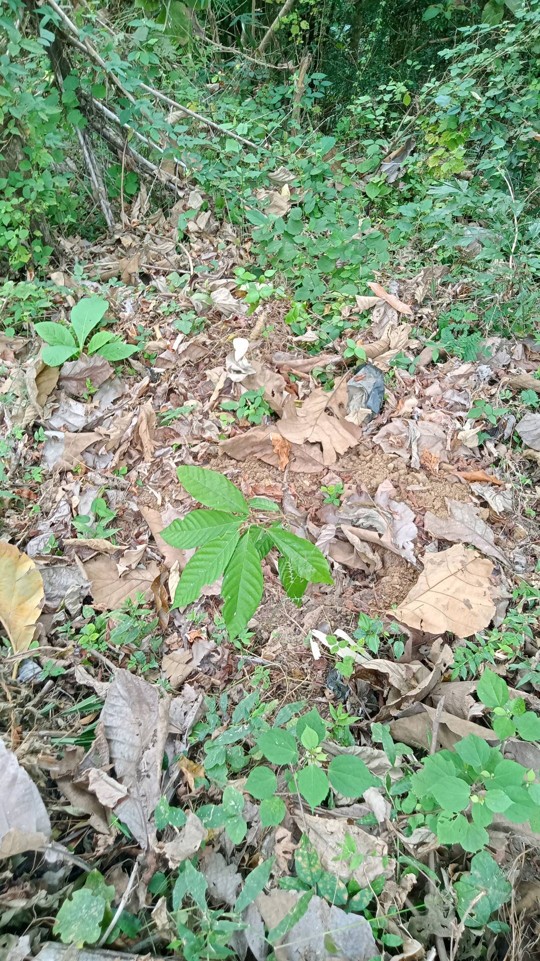 tree