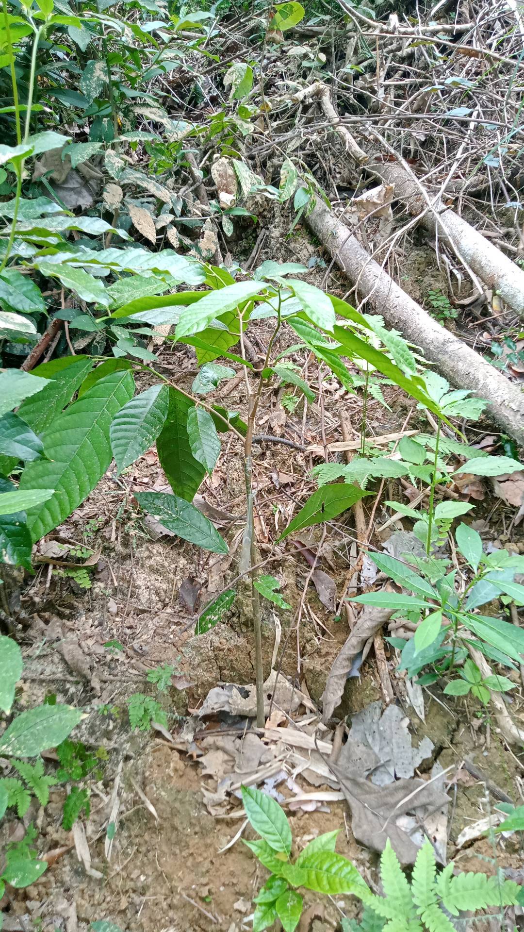 tree