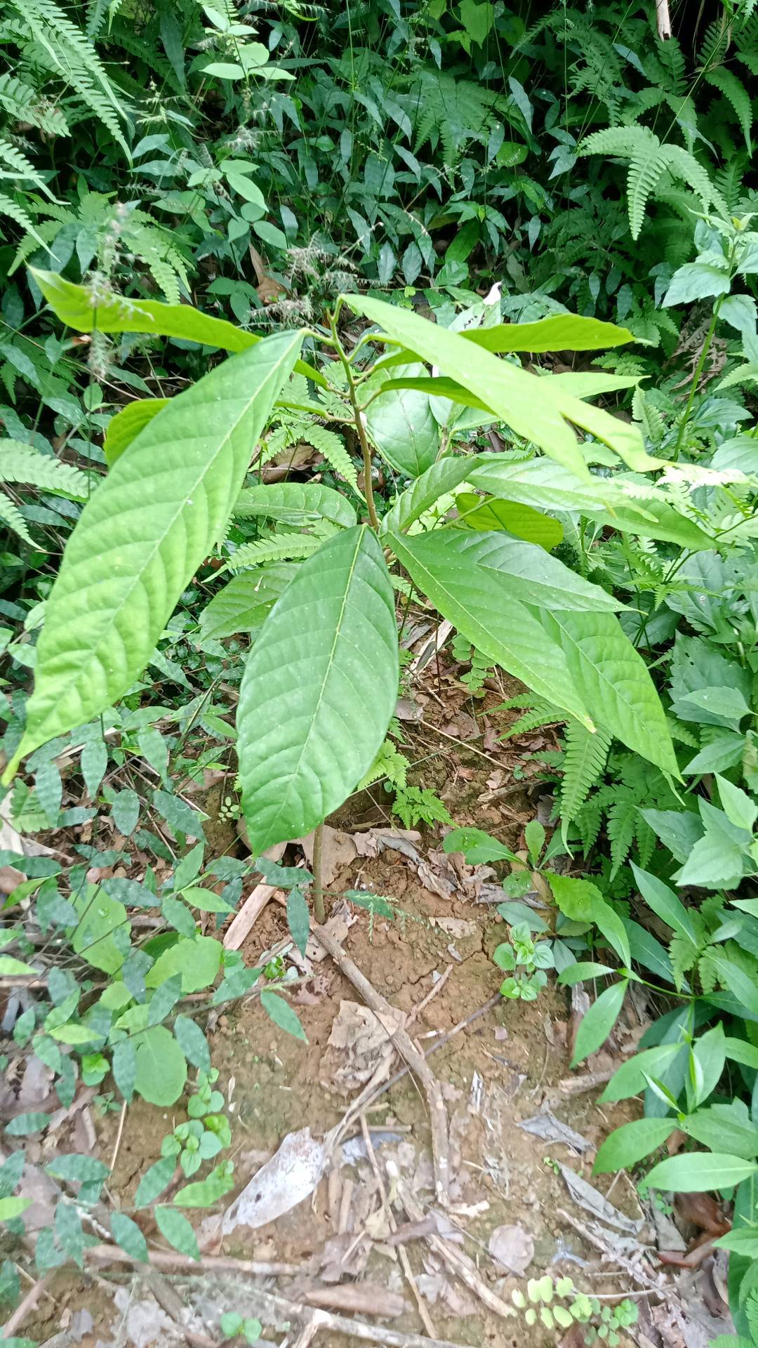 tree