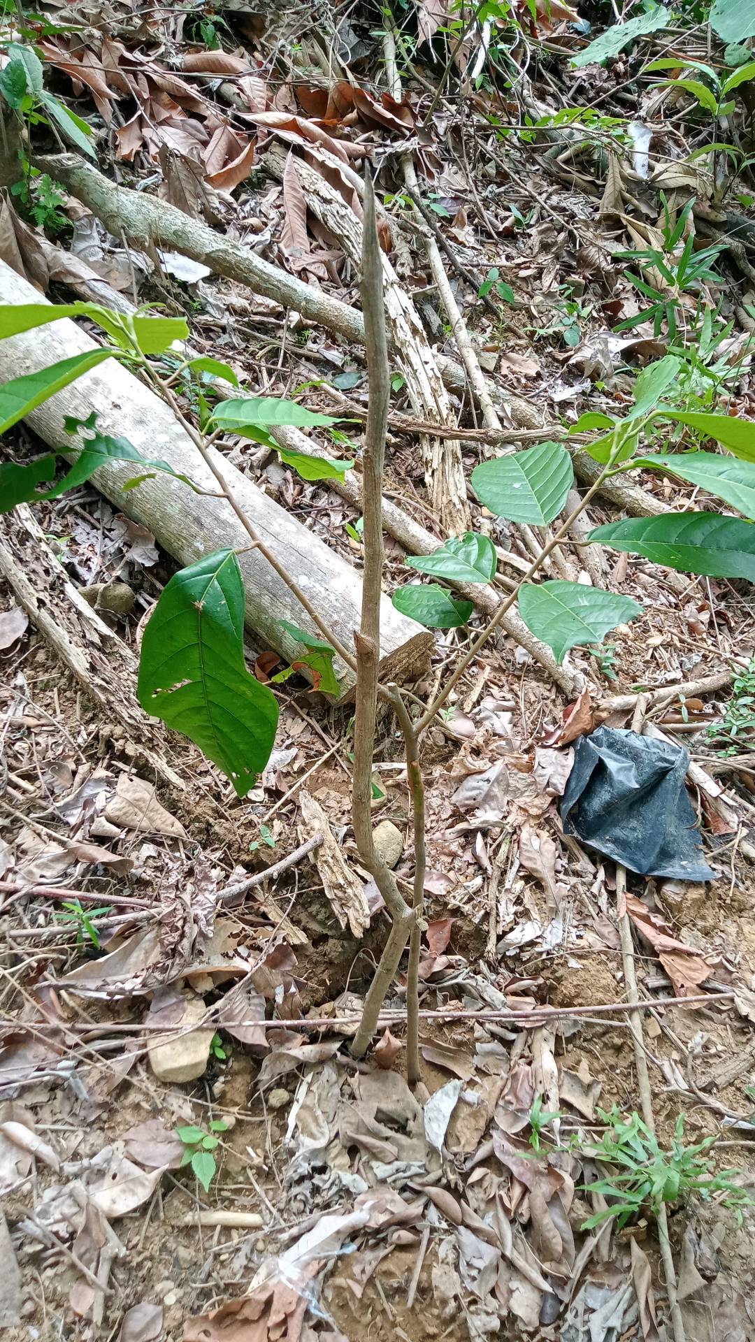 tree