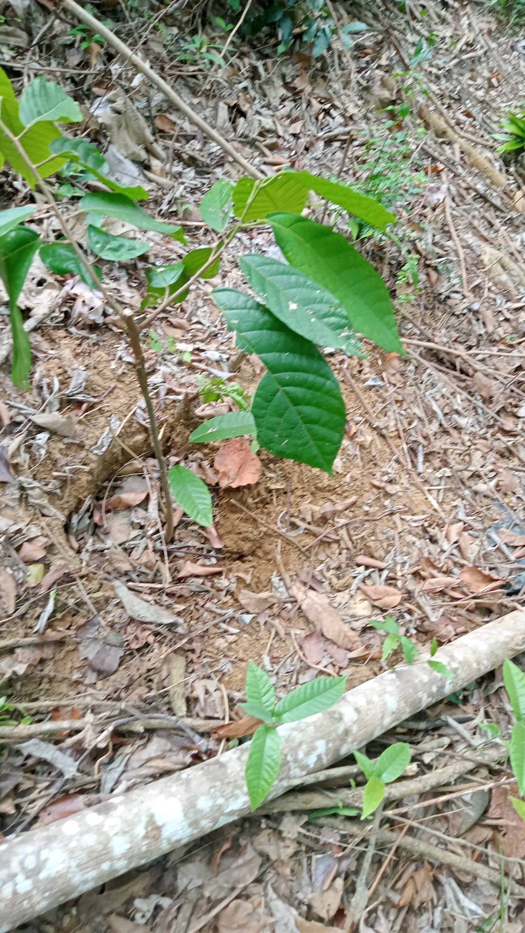 tree