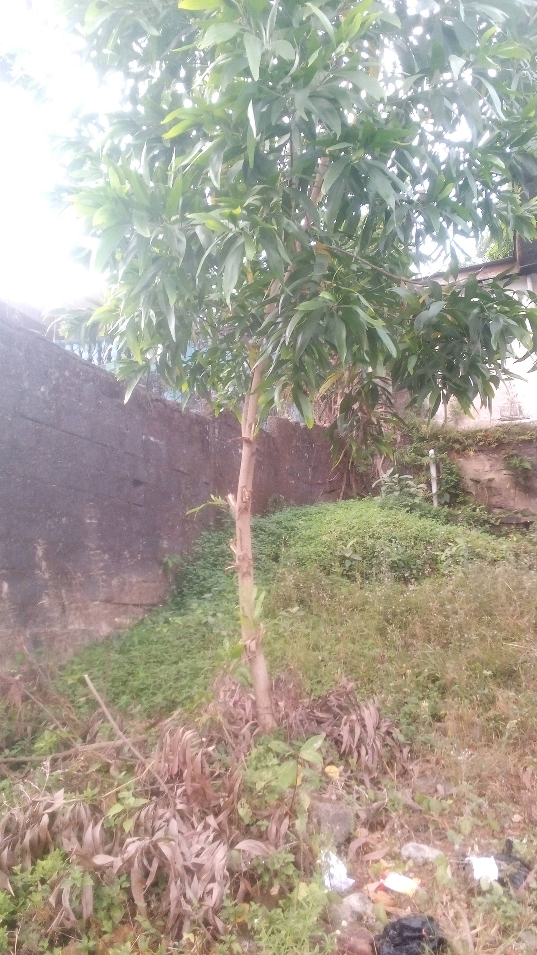 tree