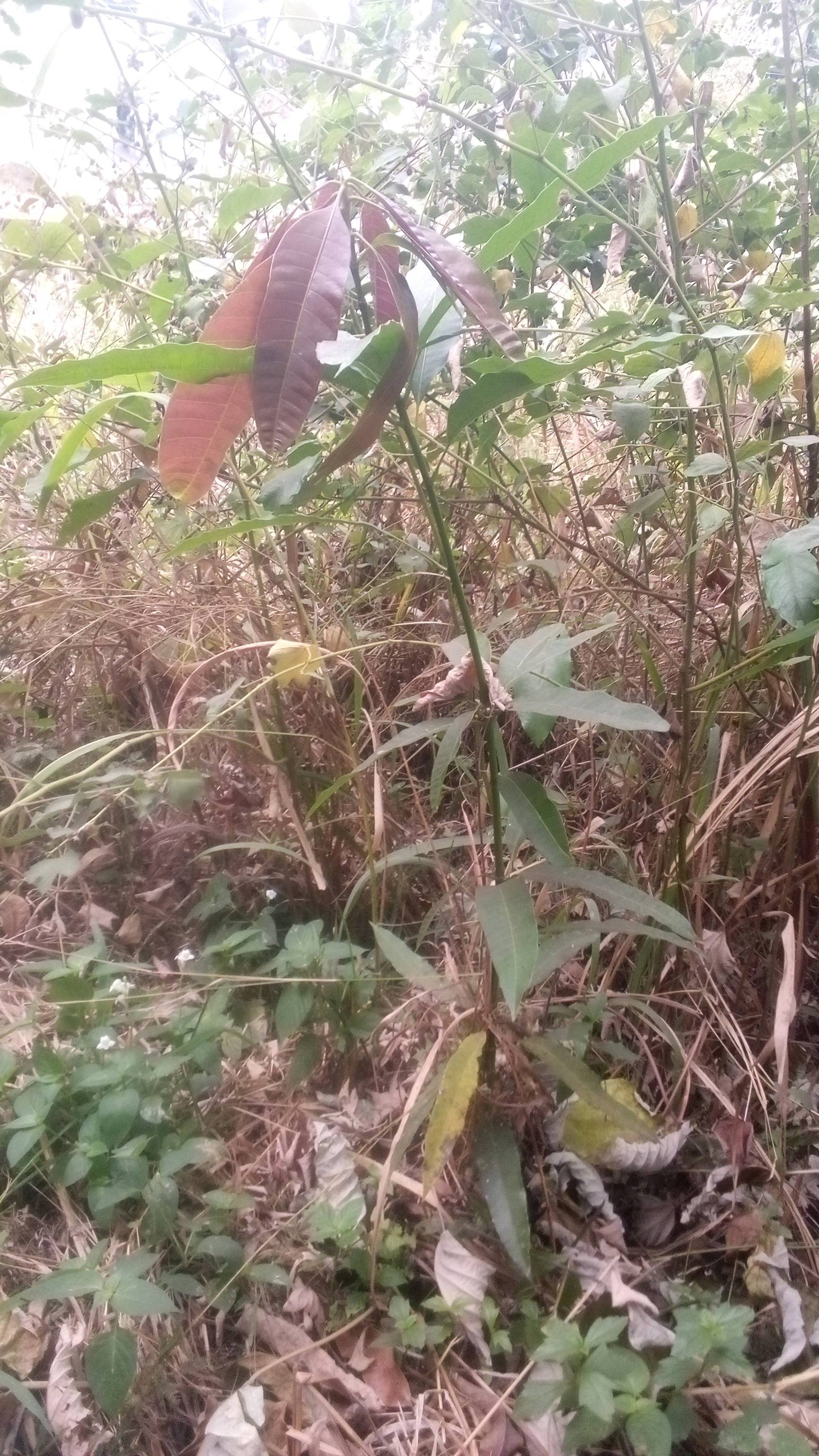 tree