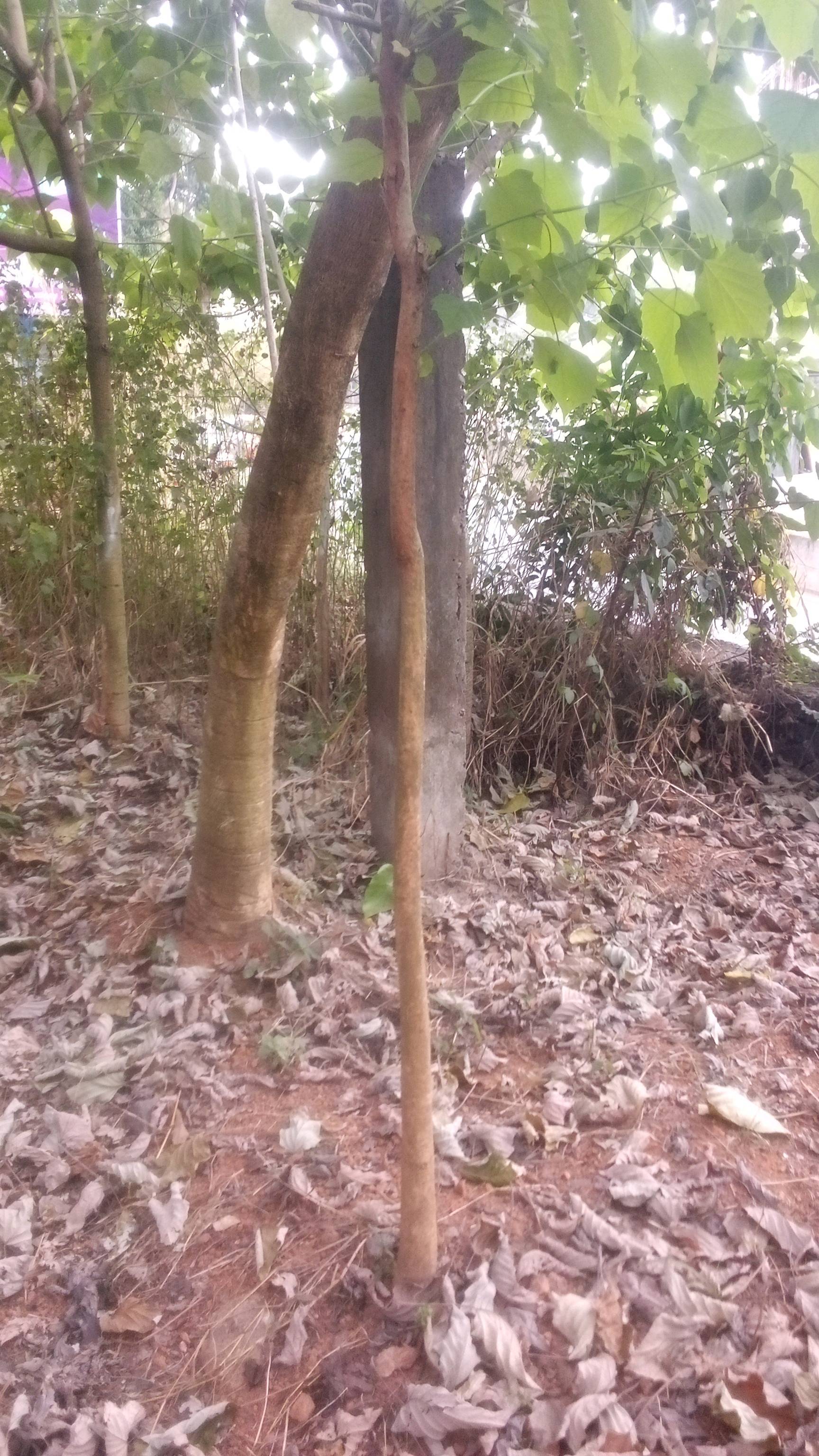tree
