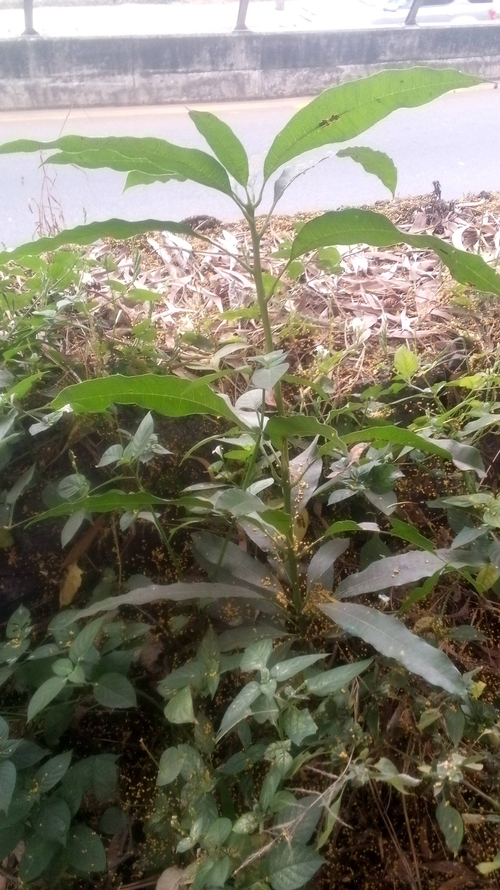 tree