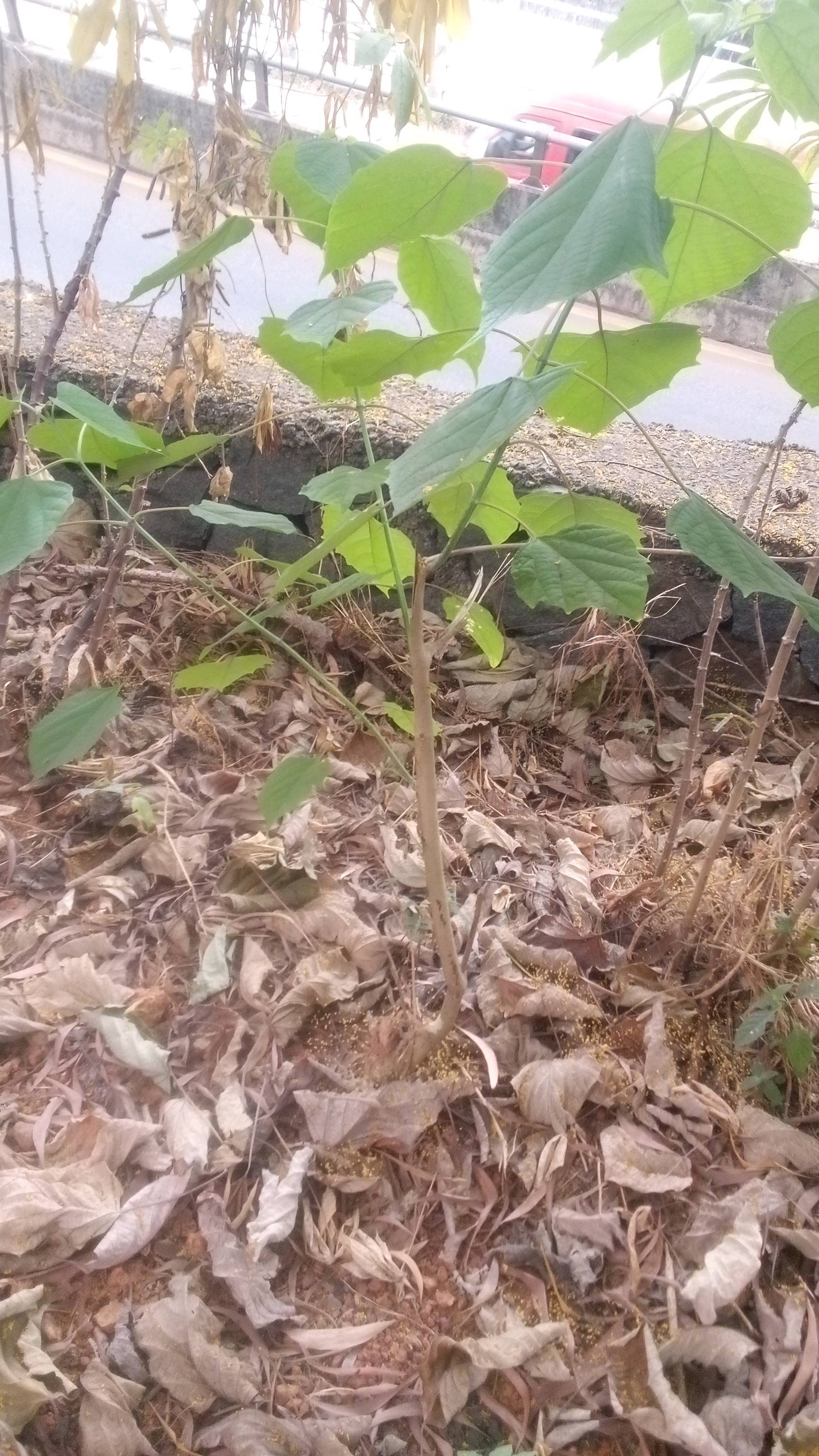 tree