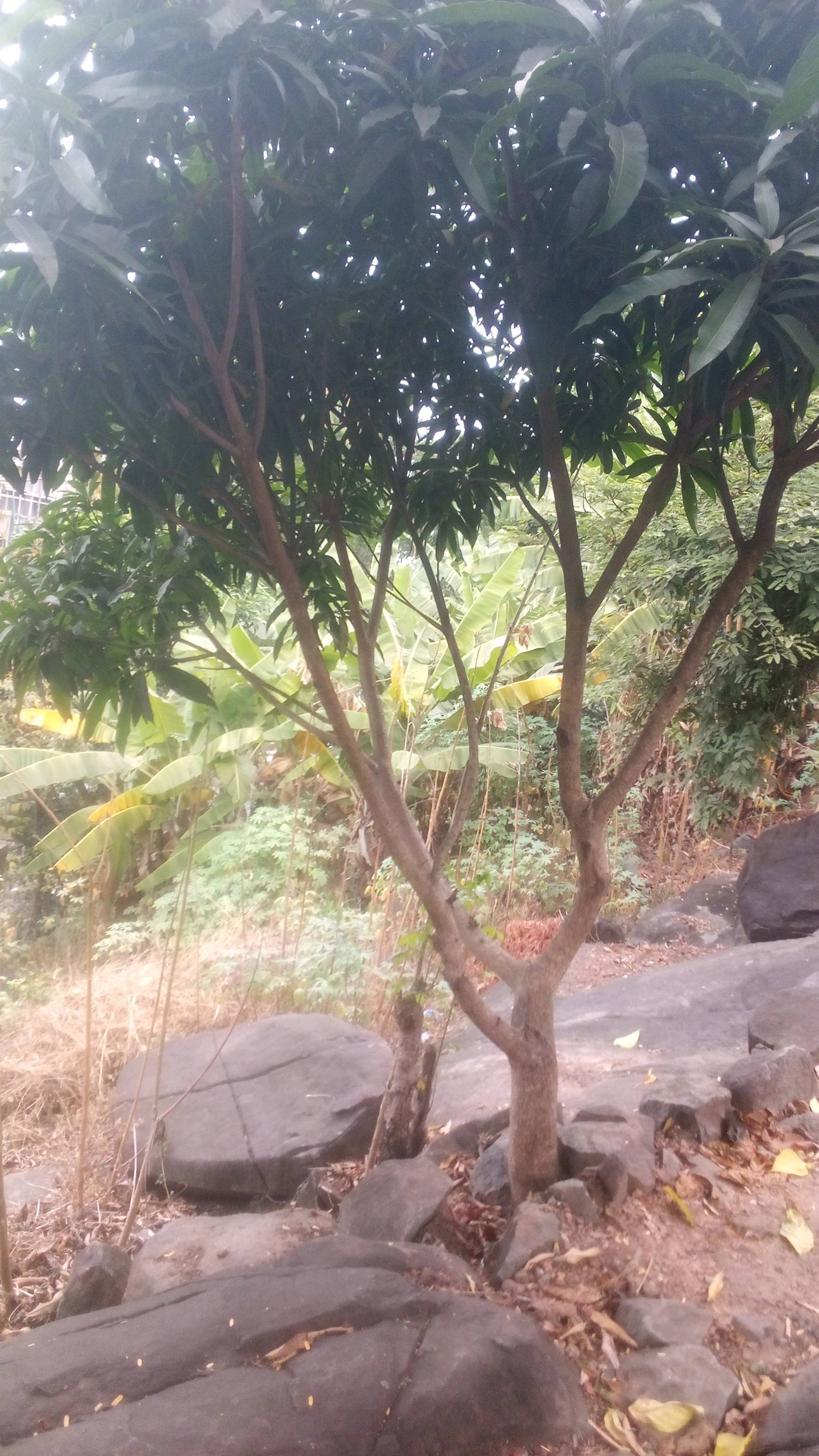 tree