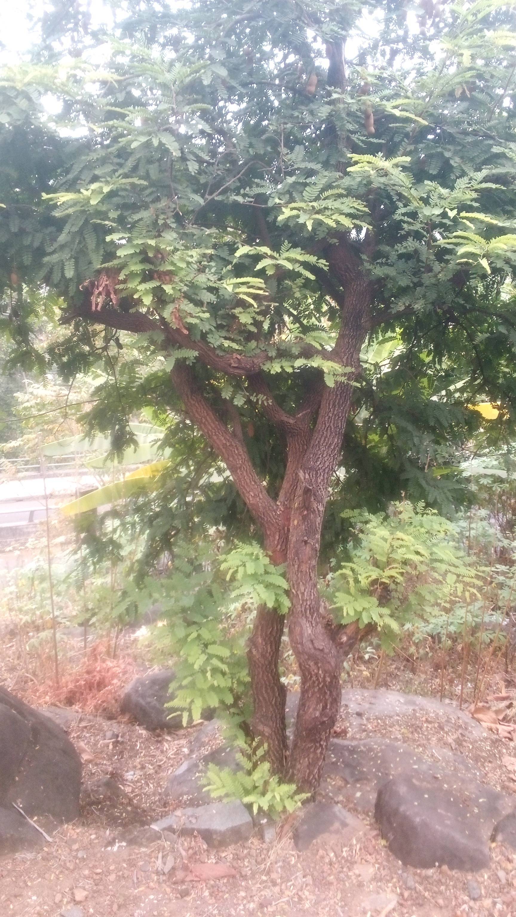 tree