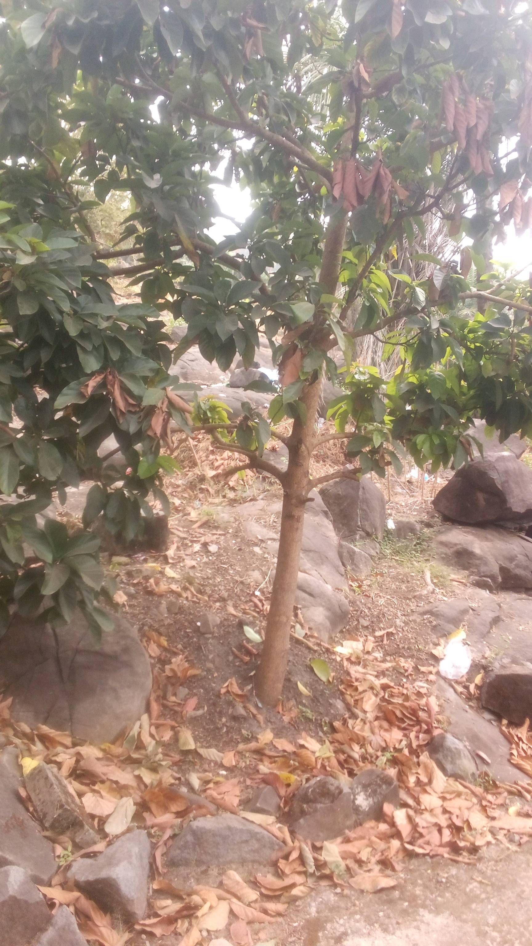 tree