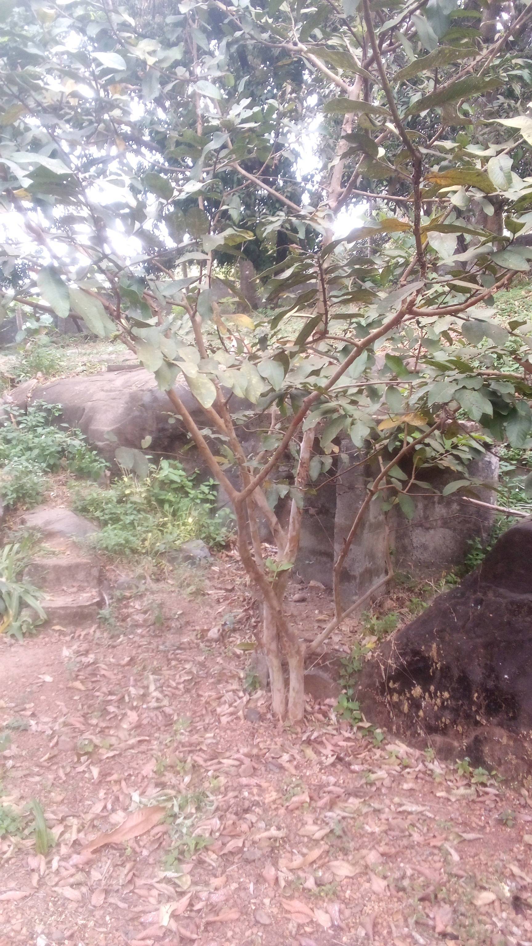 tree