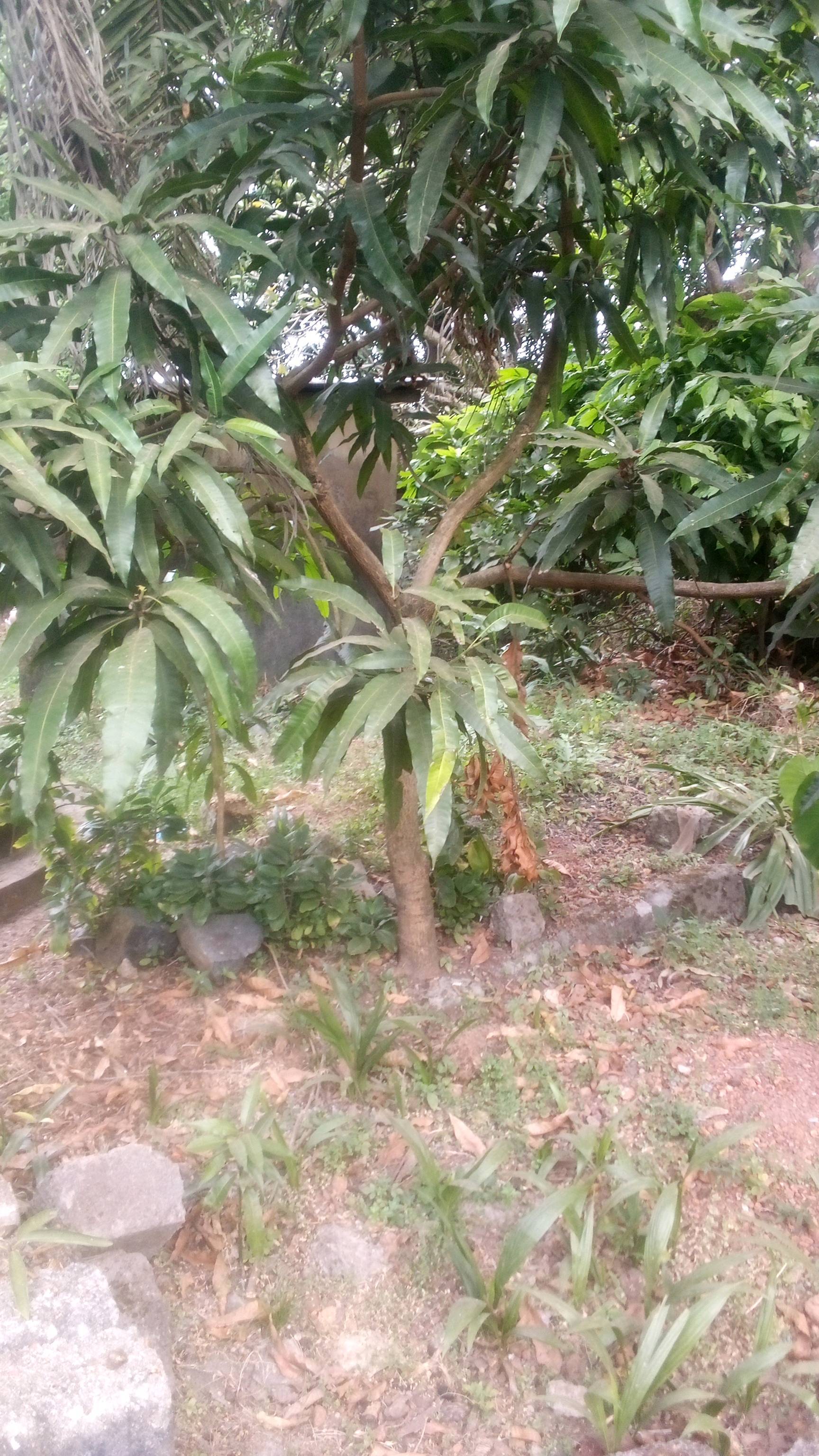 tree