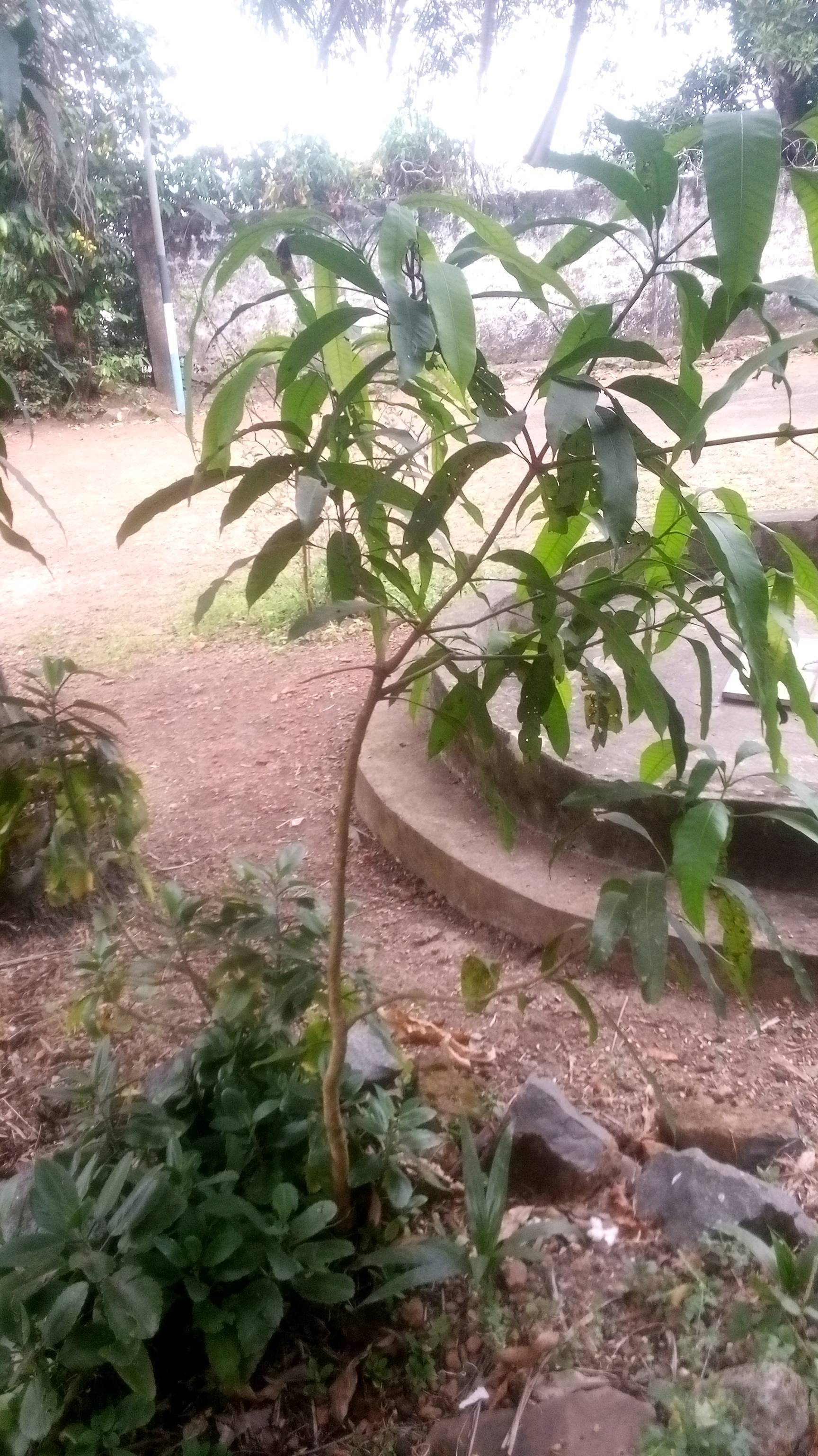tree
