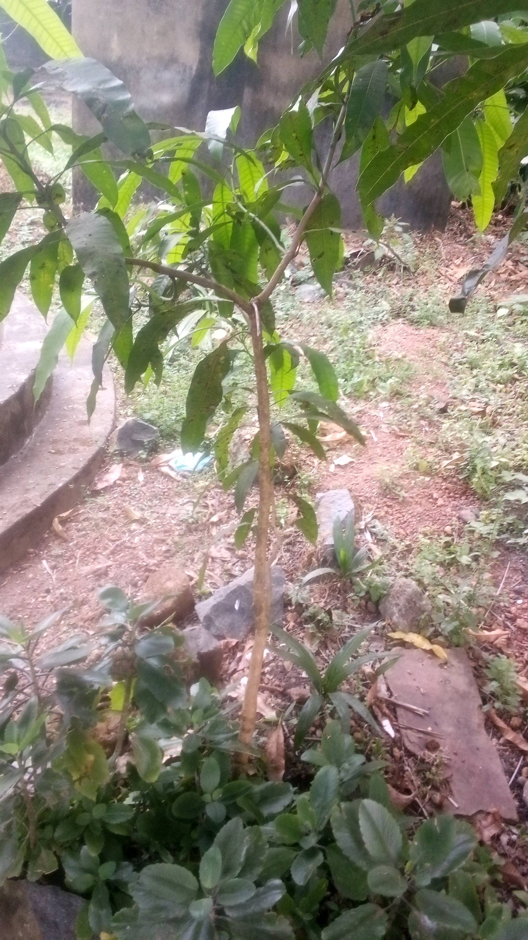 tree