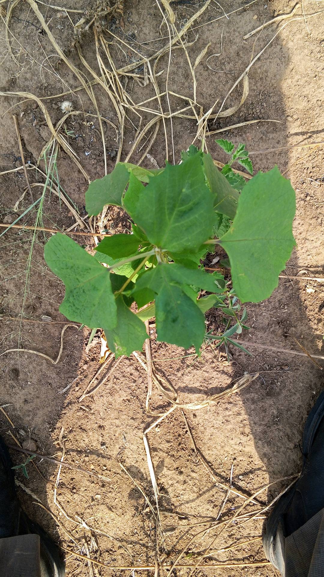 tree