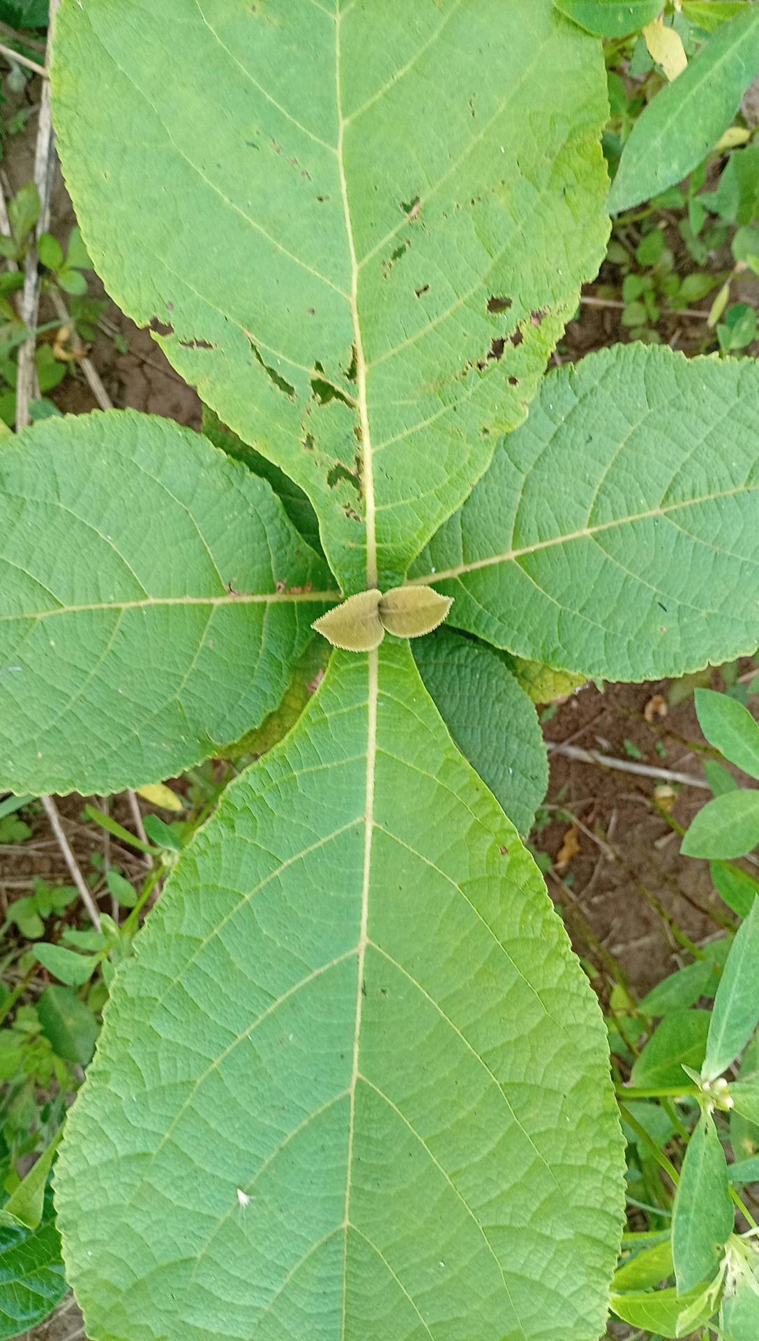 tree