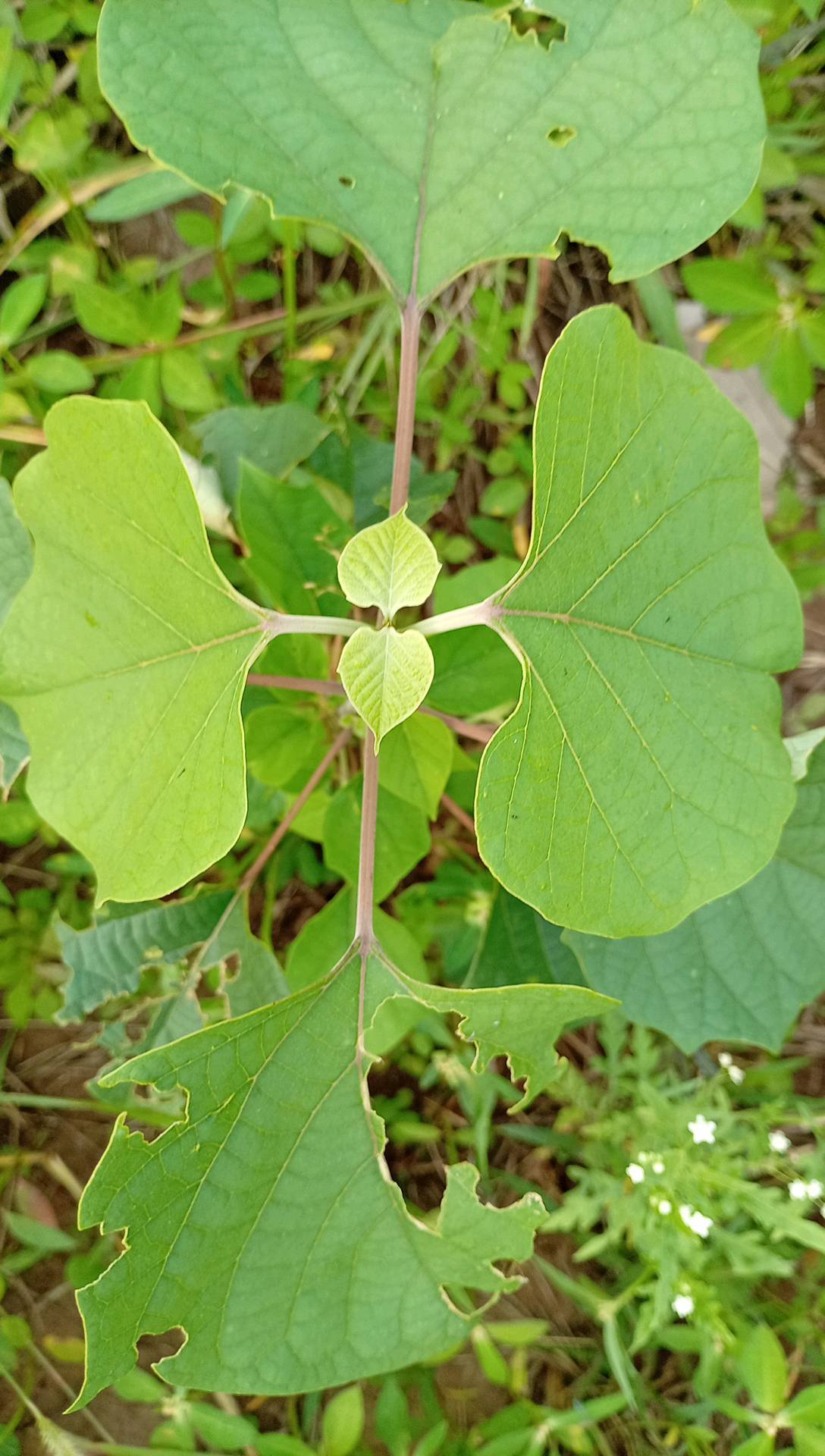 tree