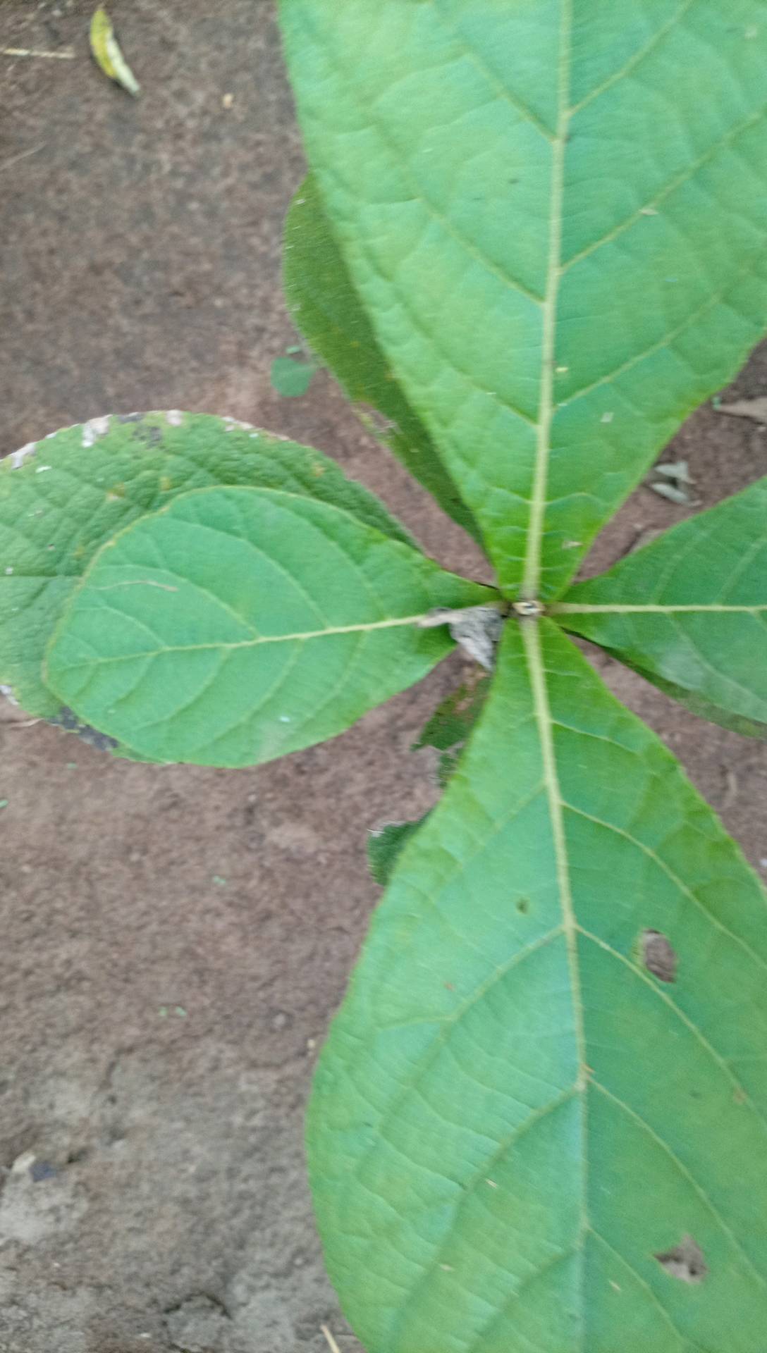 tree