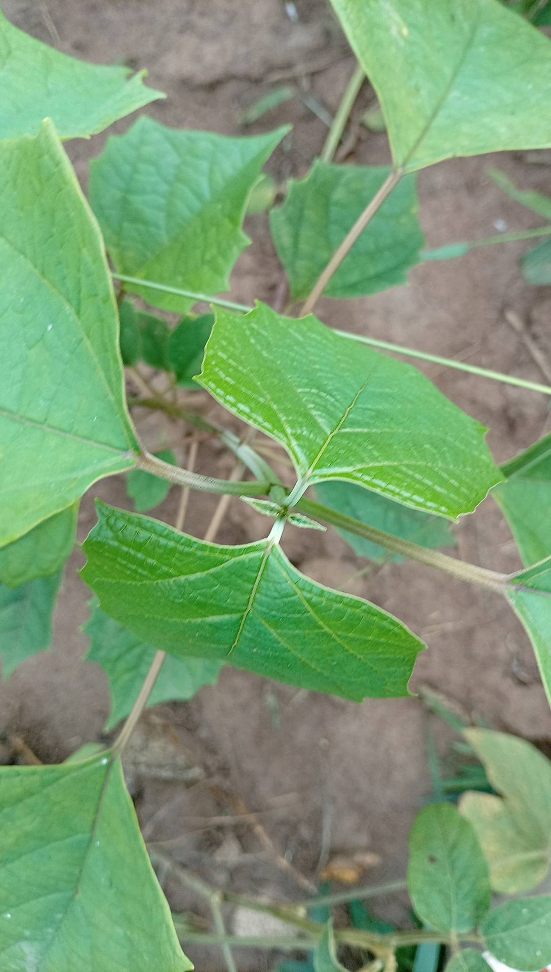 tree