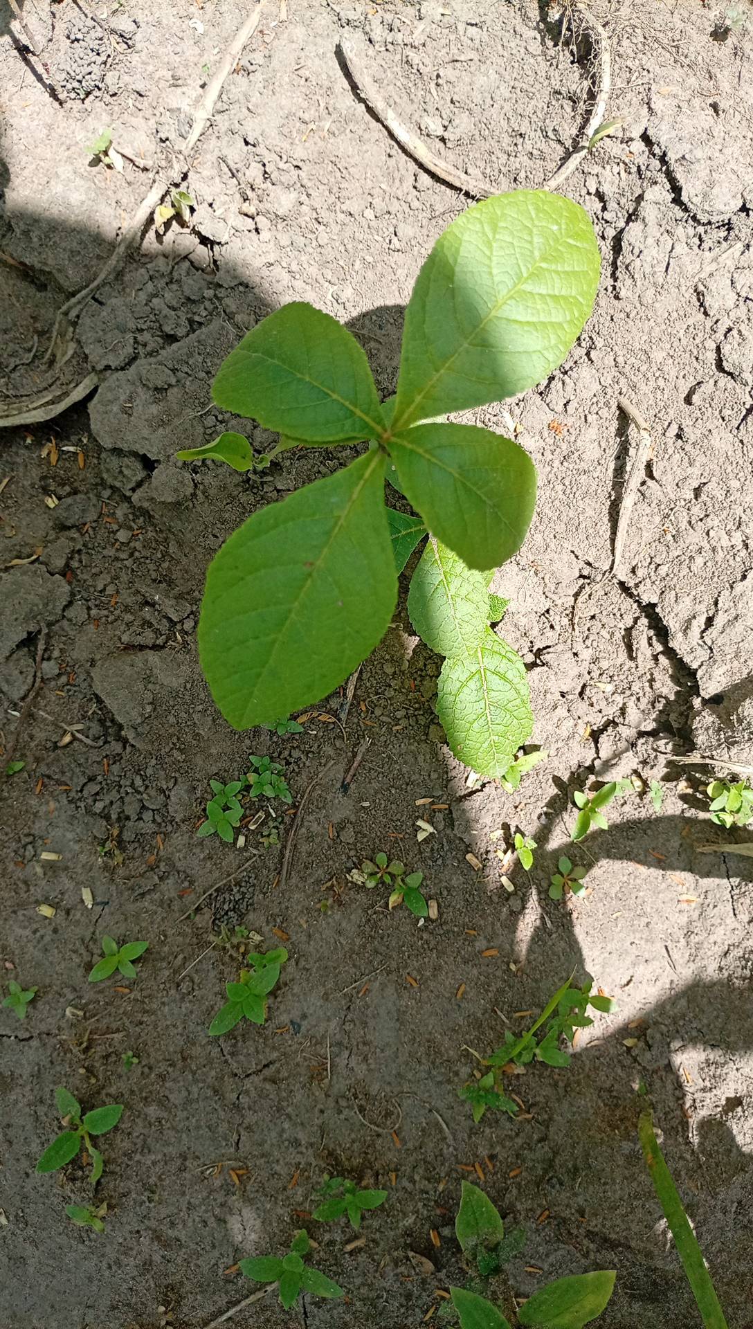 tree