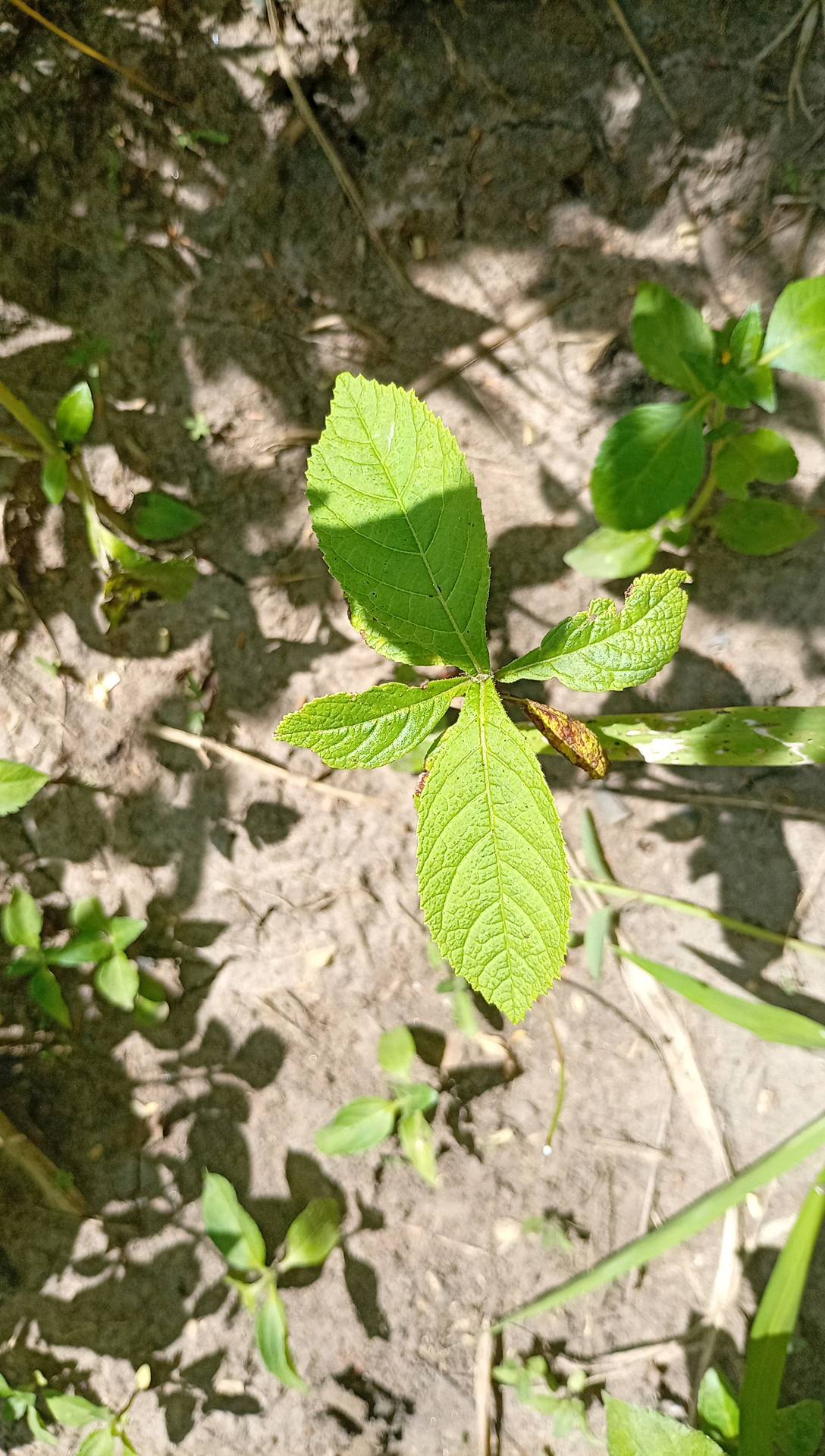 tree
