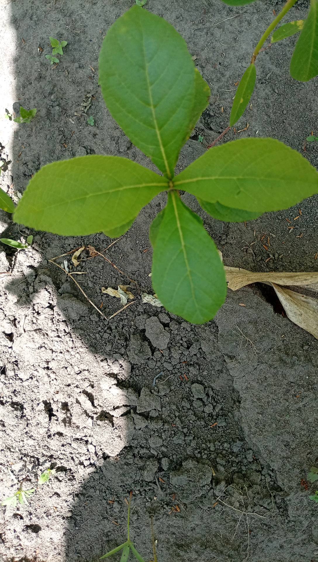 tree