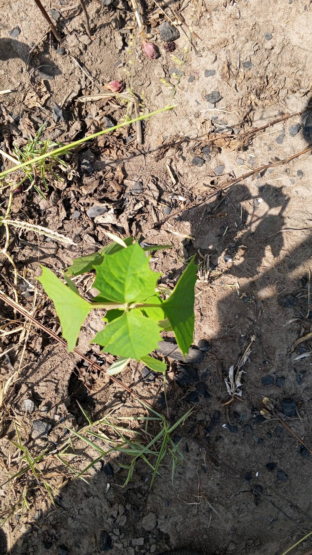 tree