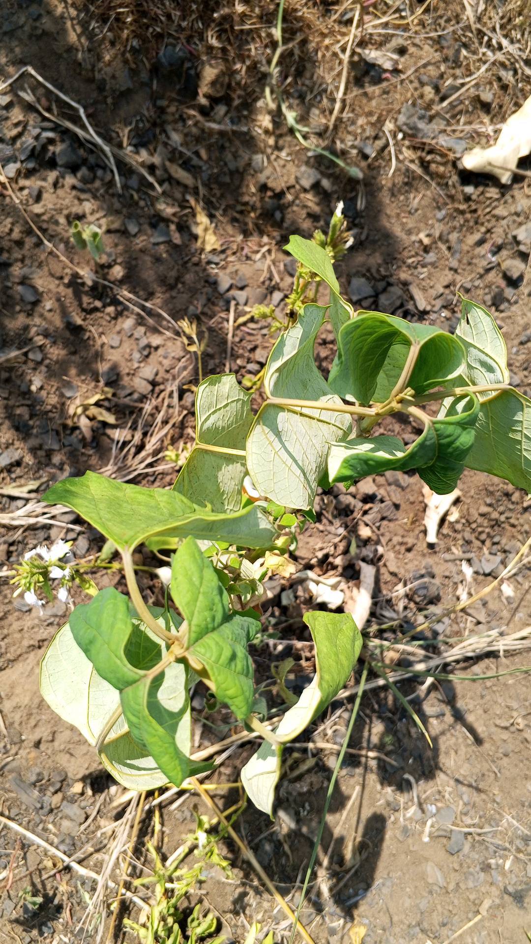 tree