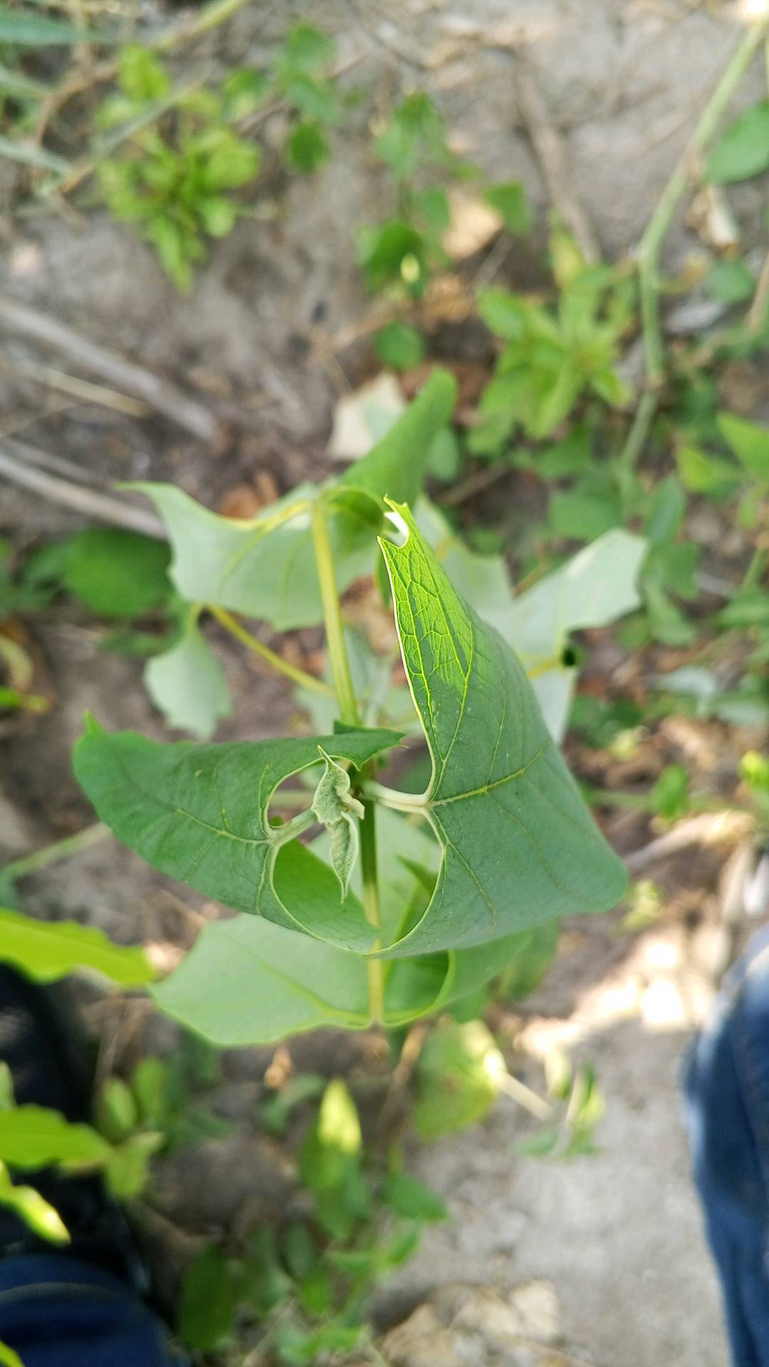 tree