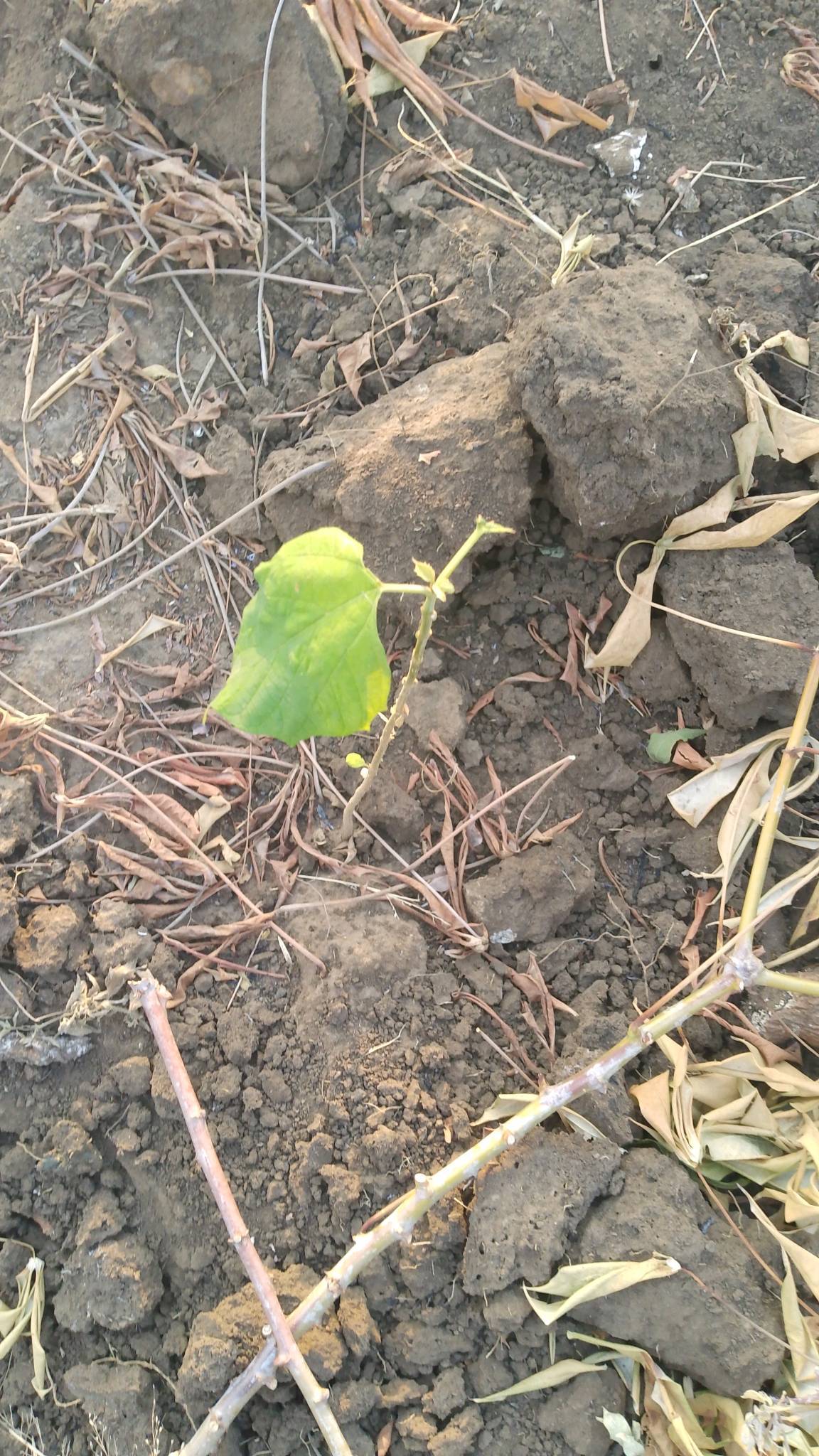 tree