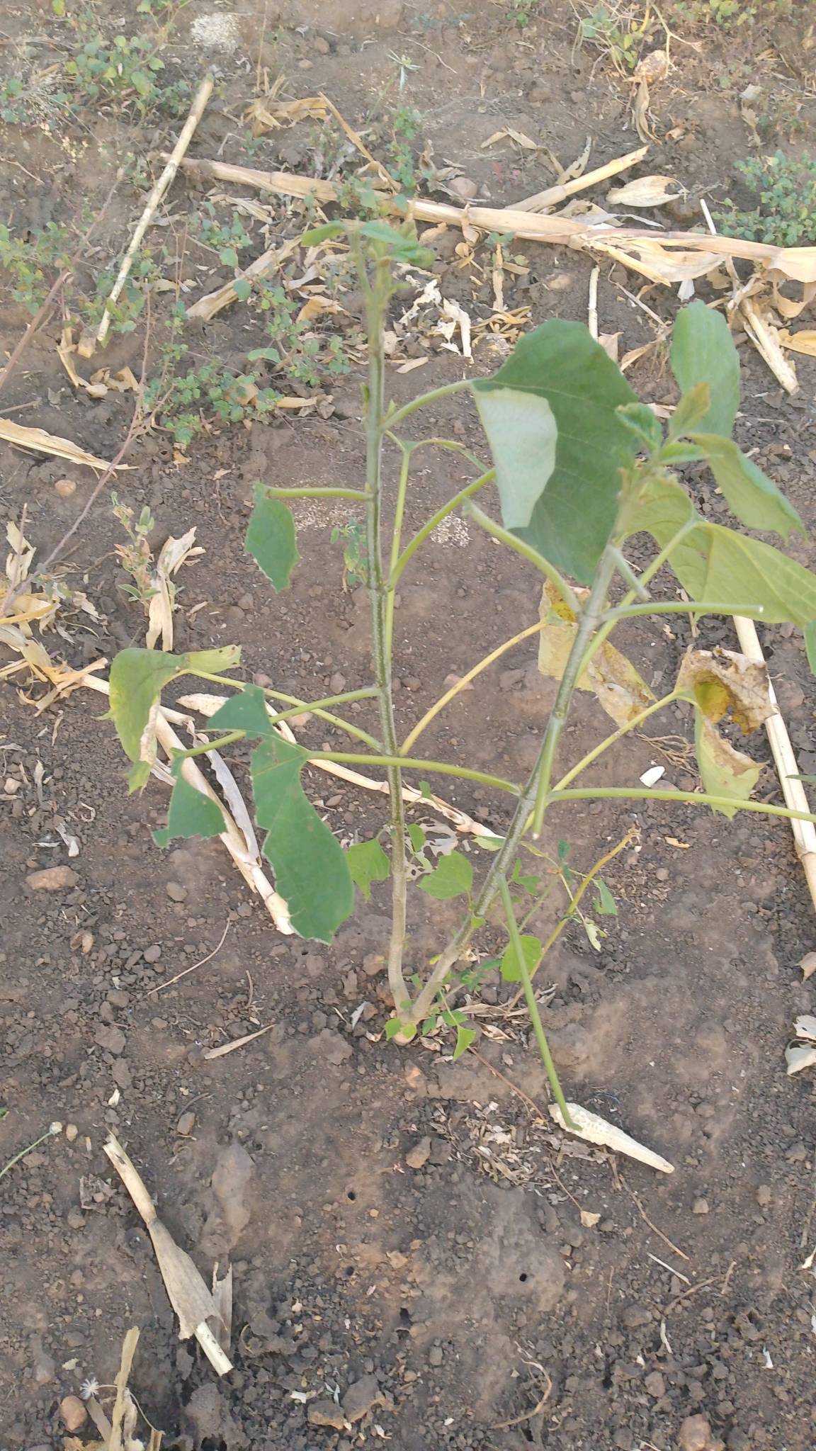 tree