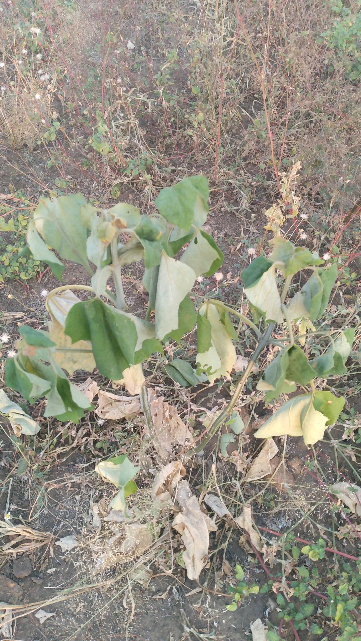 tree