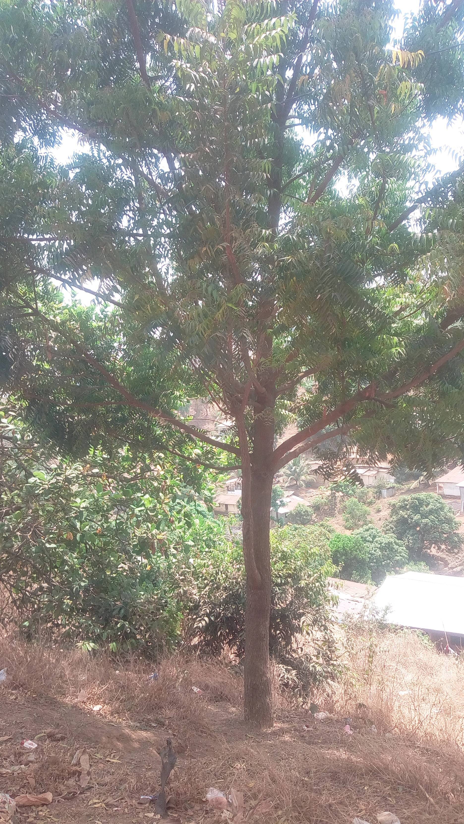 tree