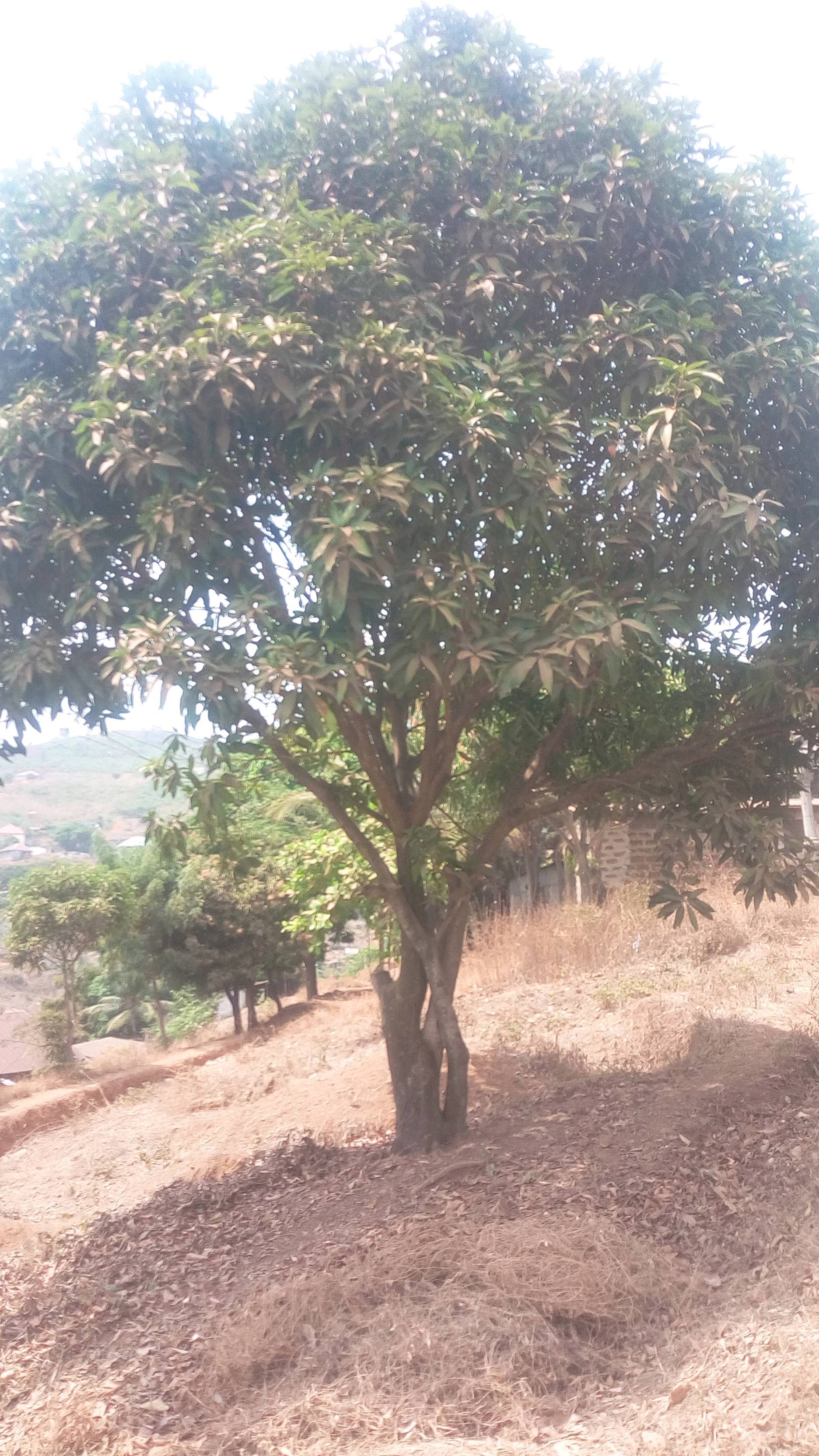 tree
