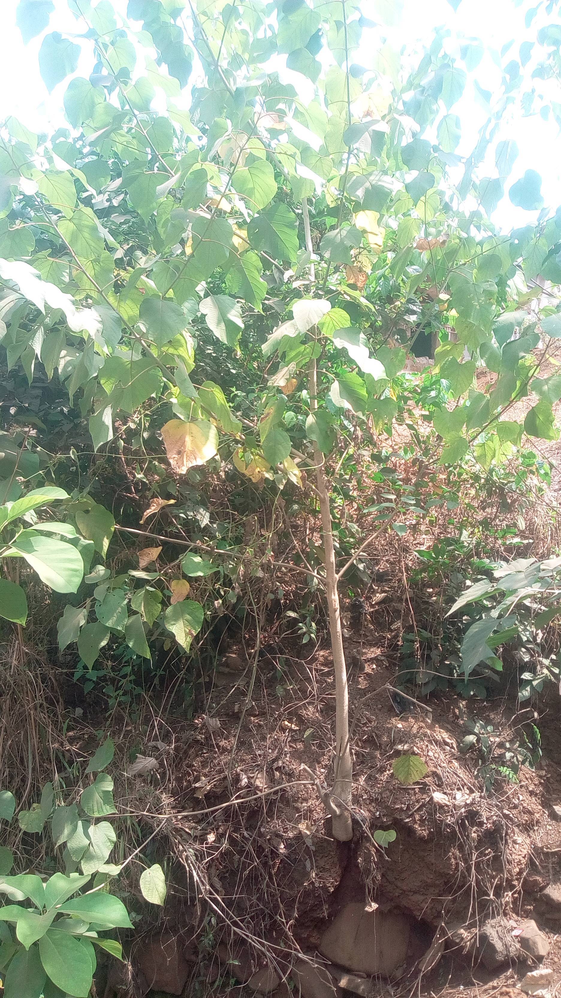 tree