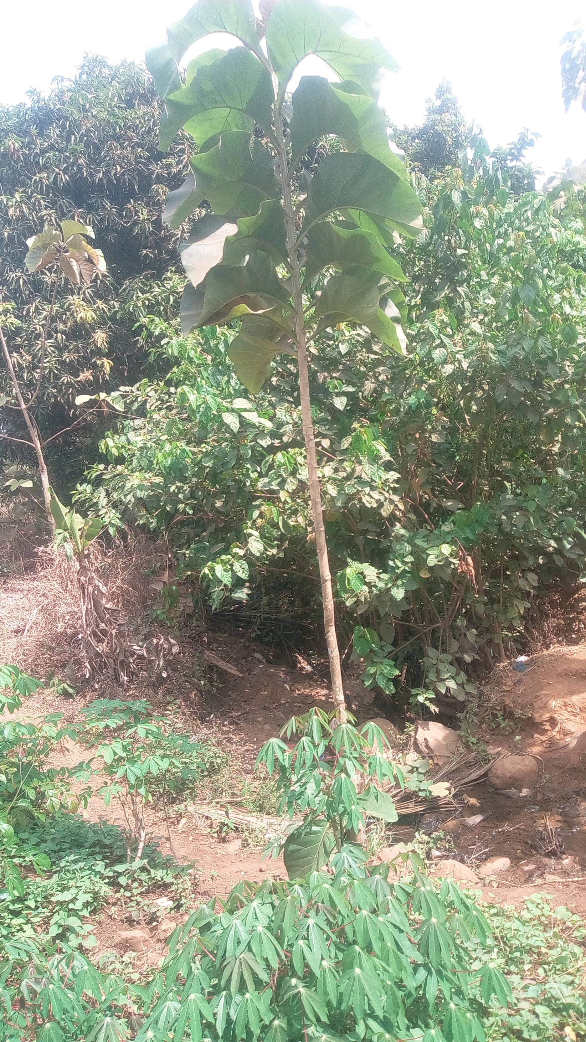 tree