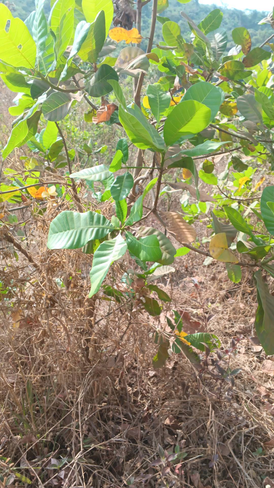 tree