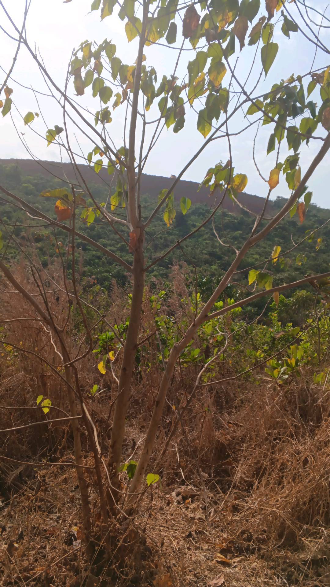 tree