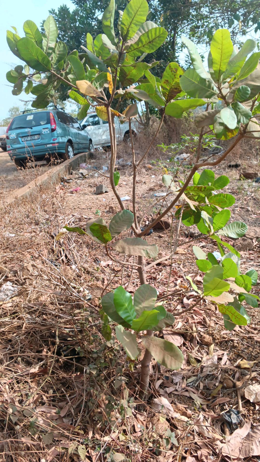 tree