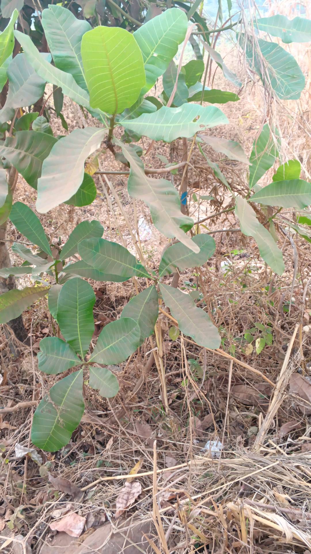 tree