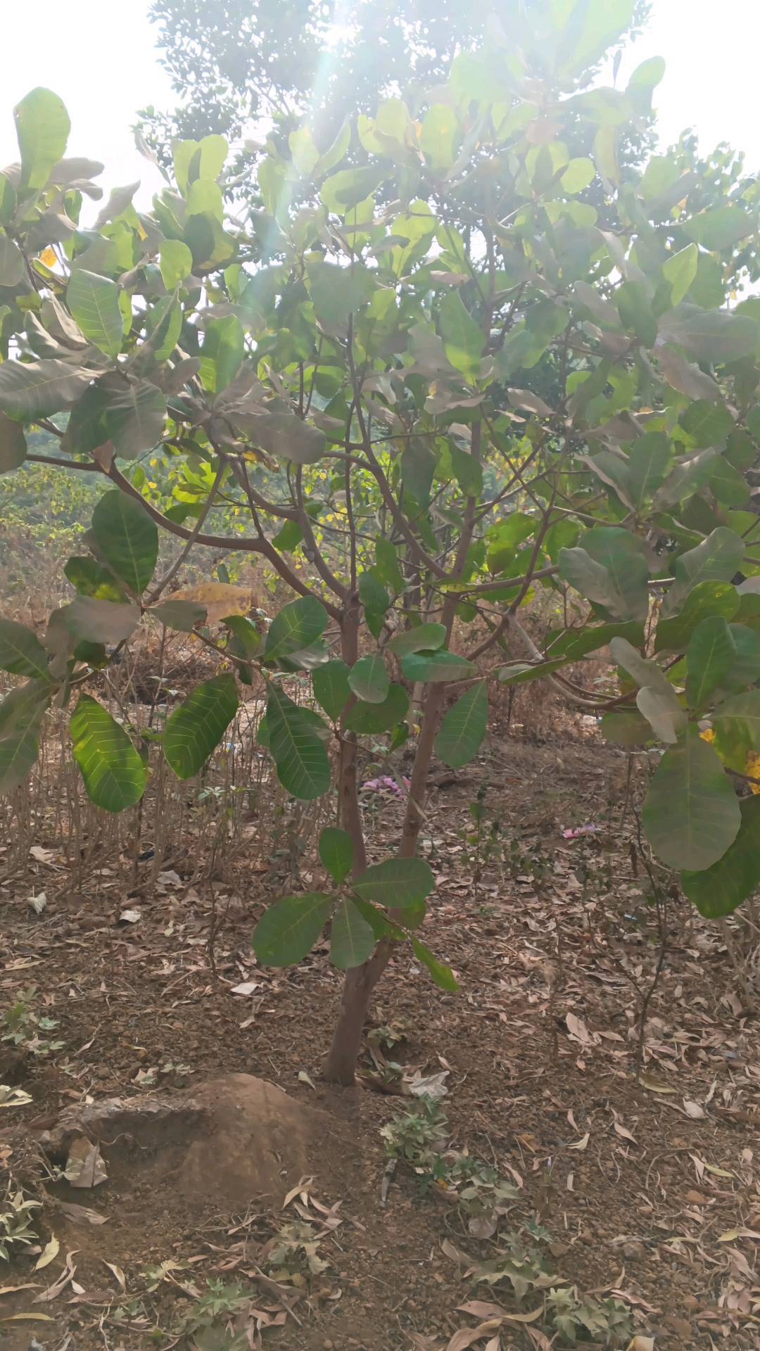 tree