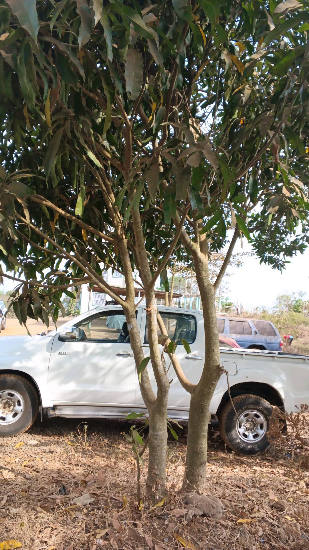 tree