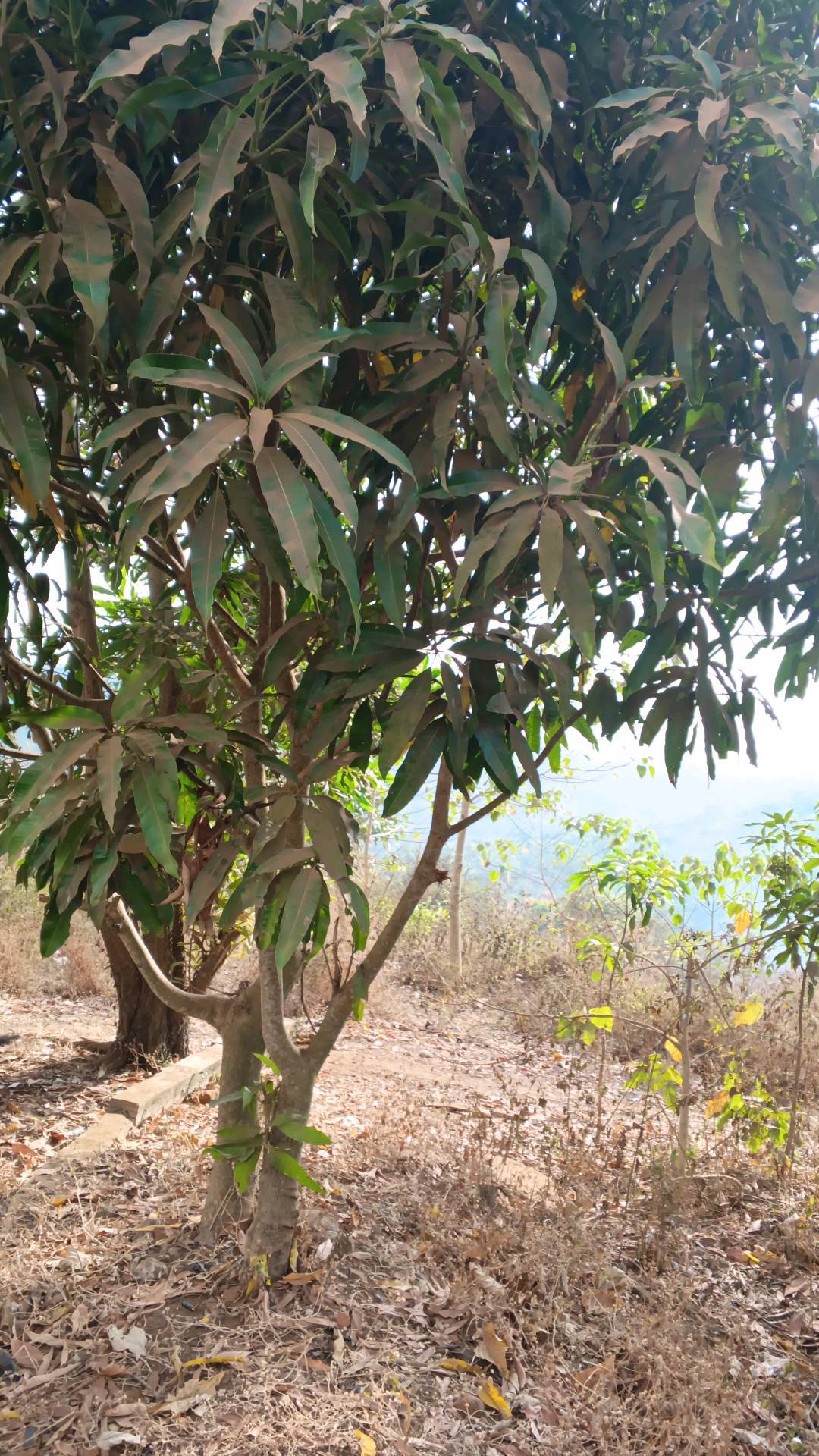tree