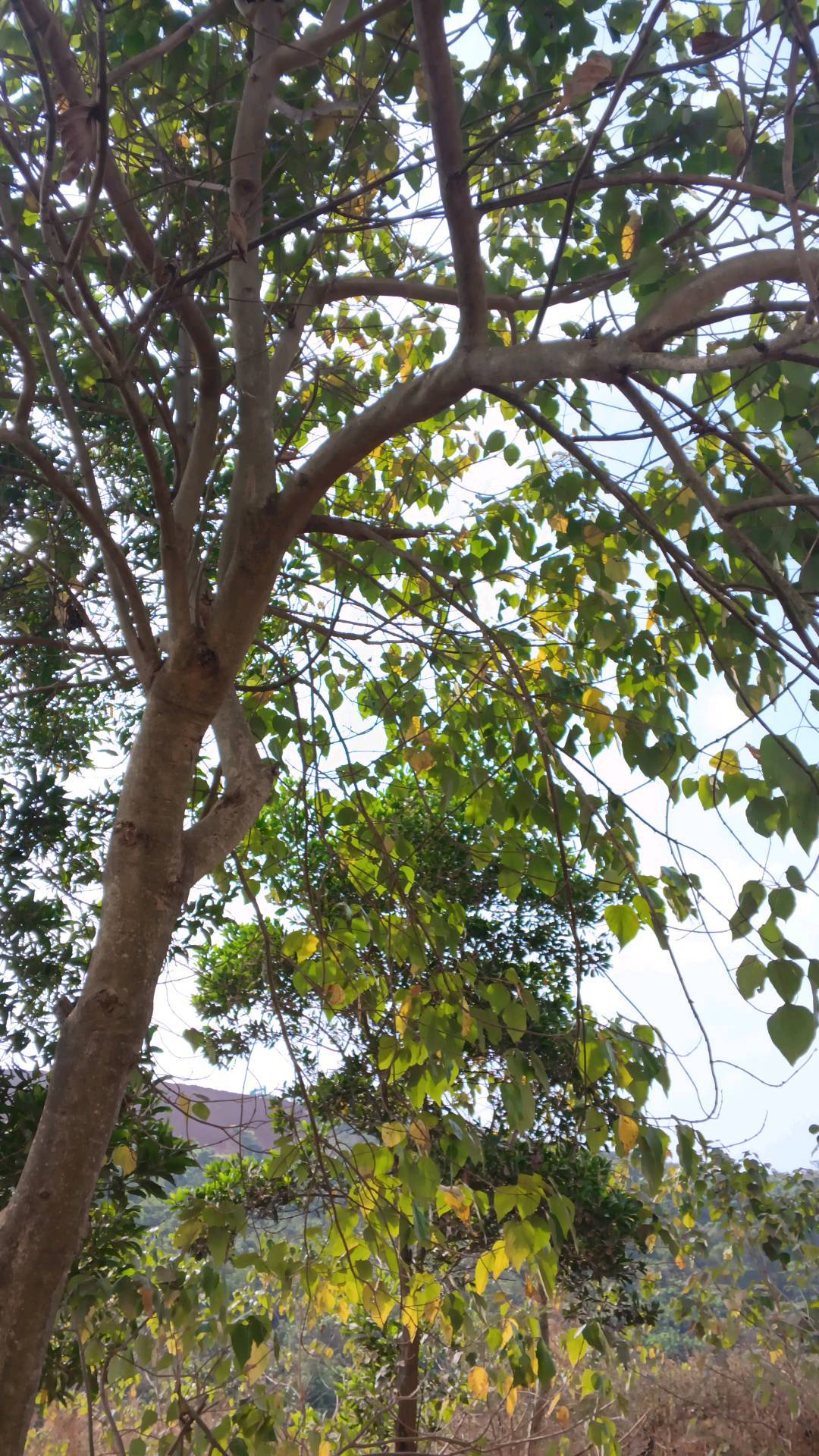 tree